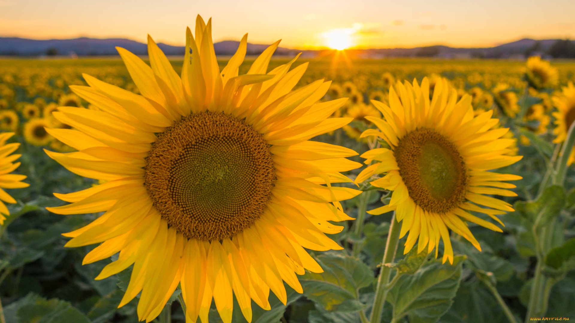 цветы, подсолнухи, солнце, закат