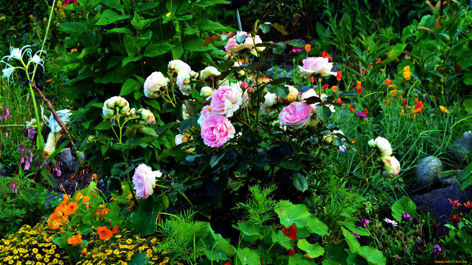 цветы, разные, вместе, клумба