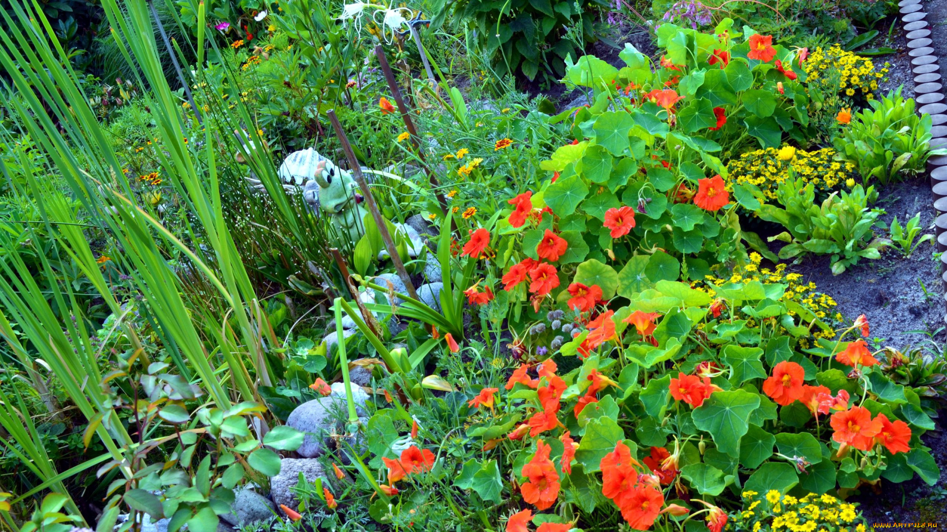 цветы, разные, вместе, клумба, настурция