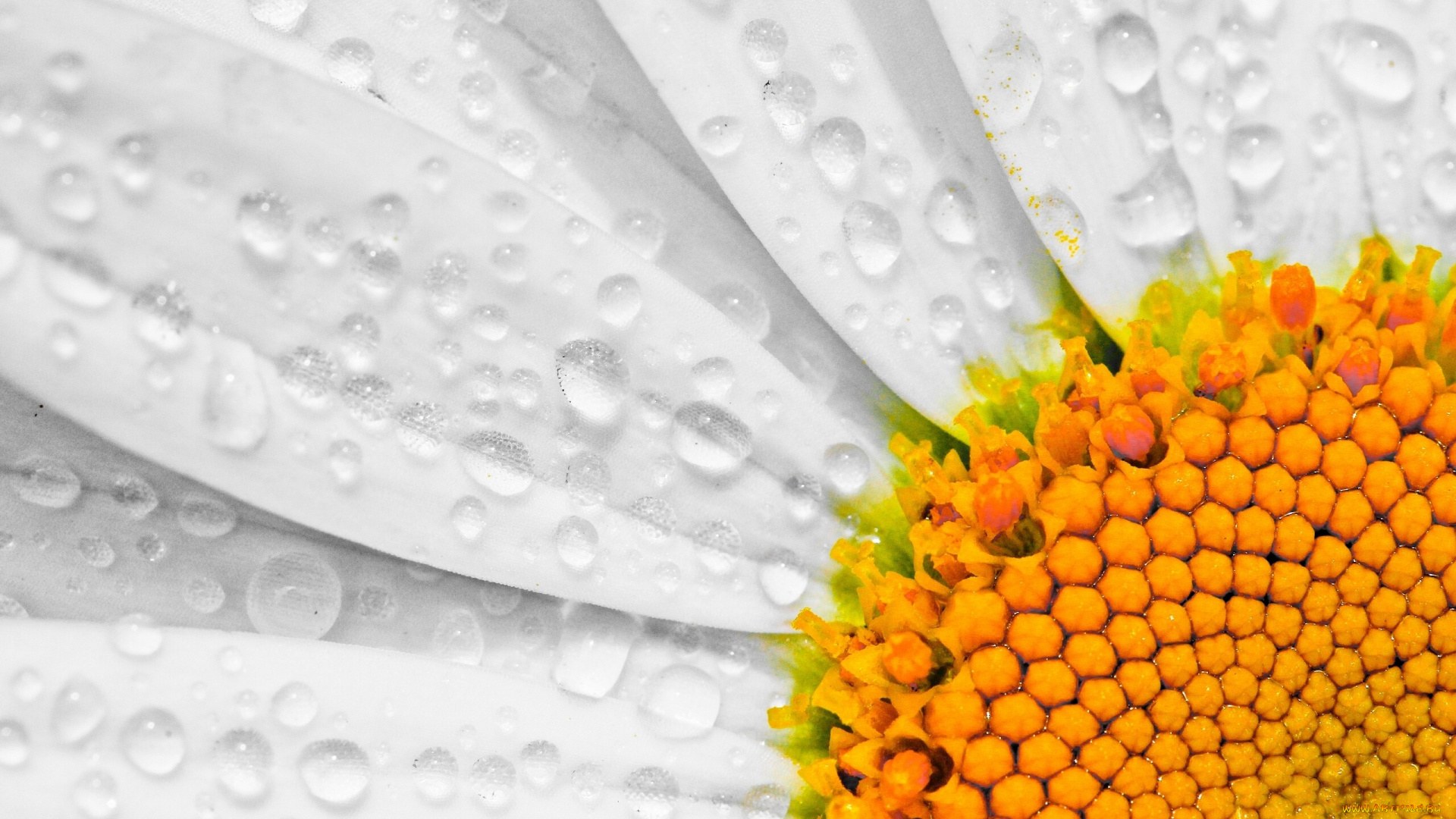 цветы, ромашки, макро, капли, лепестки, цветок, ромашка