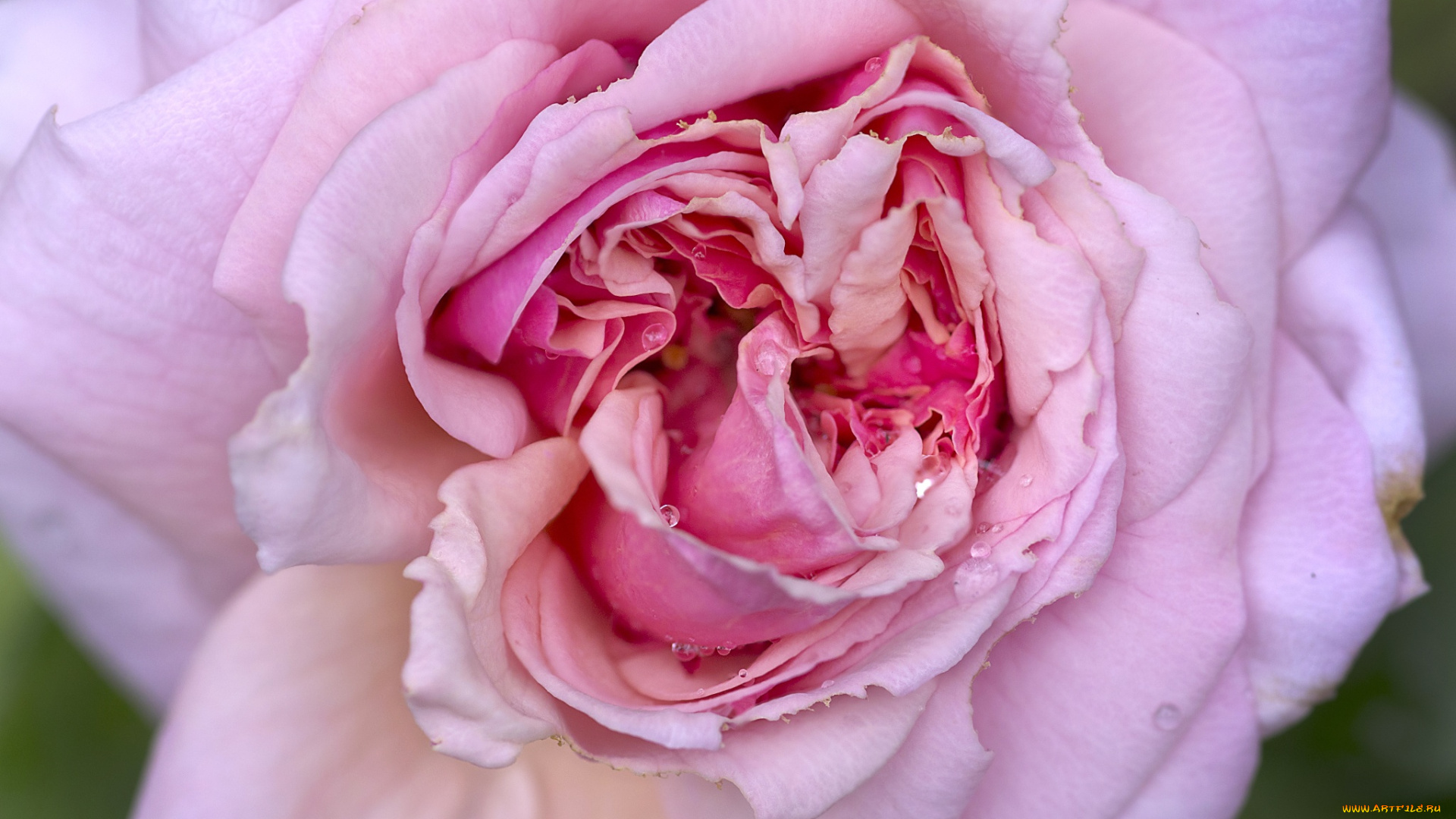 цветы, розы, чайная, роза, роса, цветки, розовая, макро