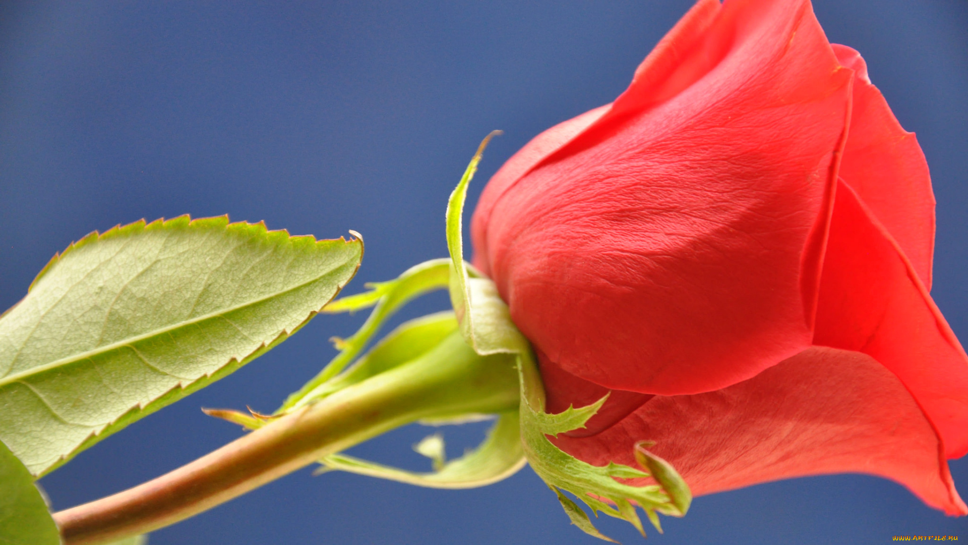 цветы, розы, макро, роза, лепестки, бутон