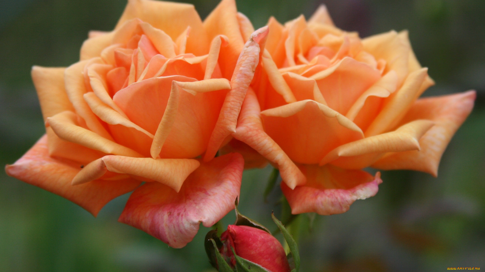 цветы, розы, персиковый