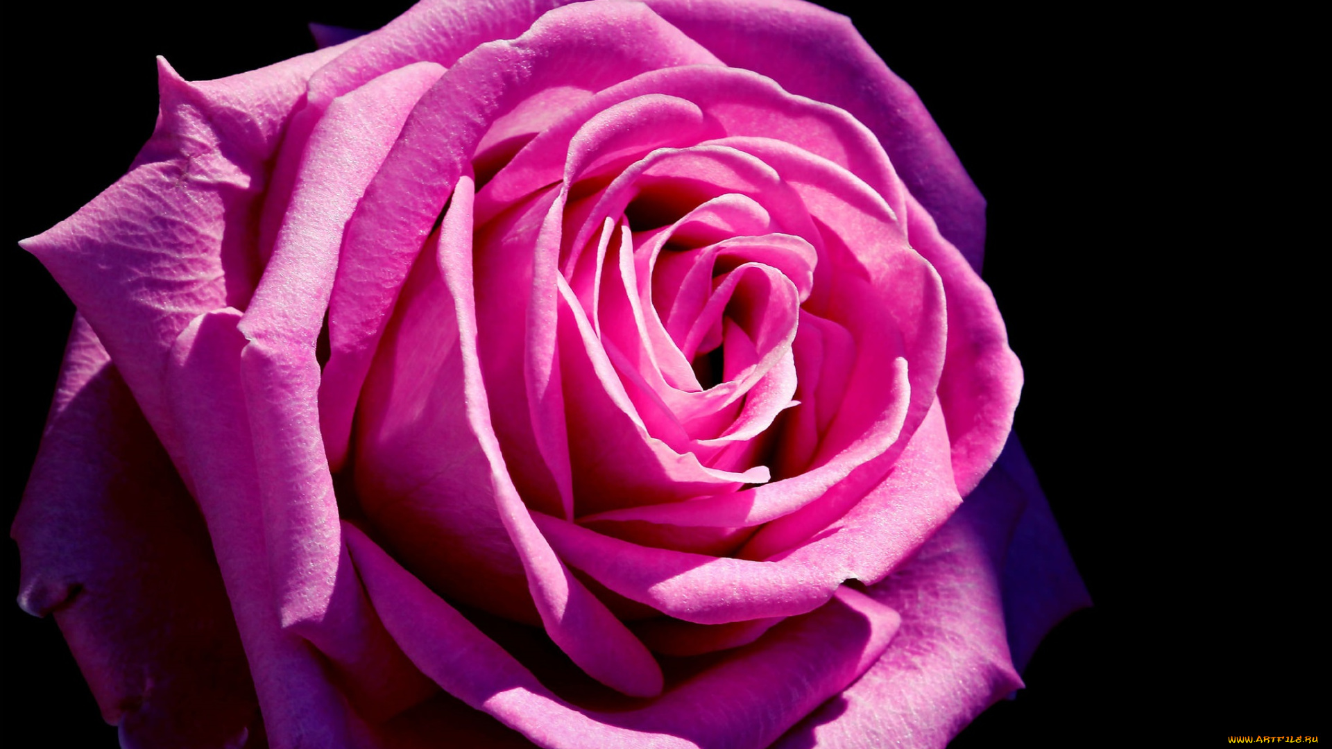 цветы, розы, розовая, лепестки, роза, чёрный, фон, макро