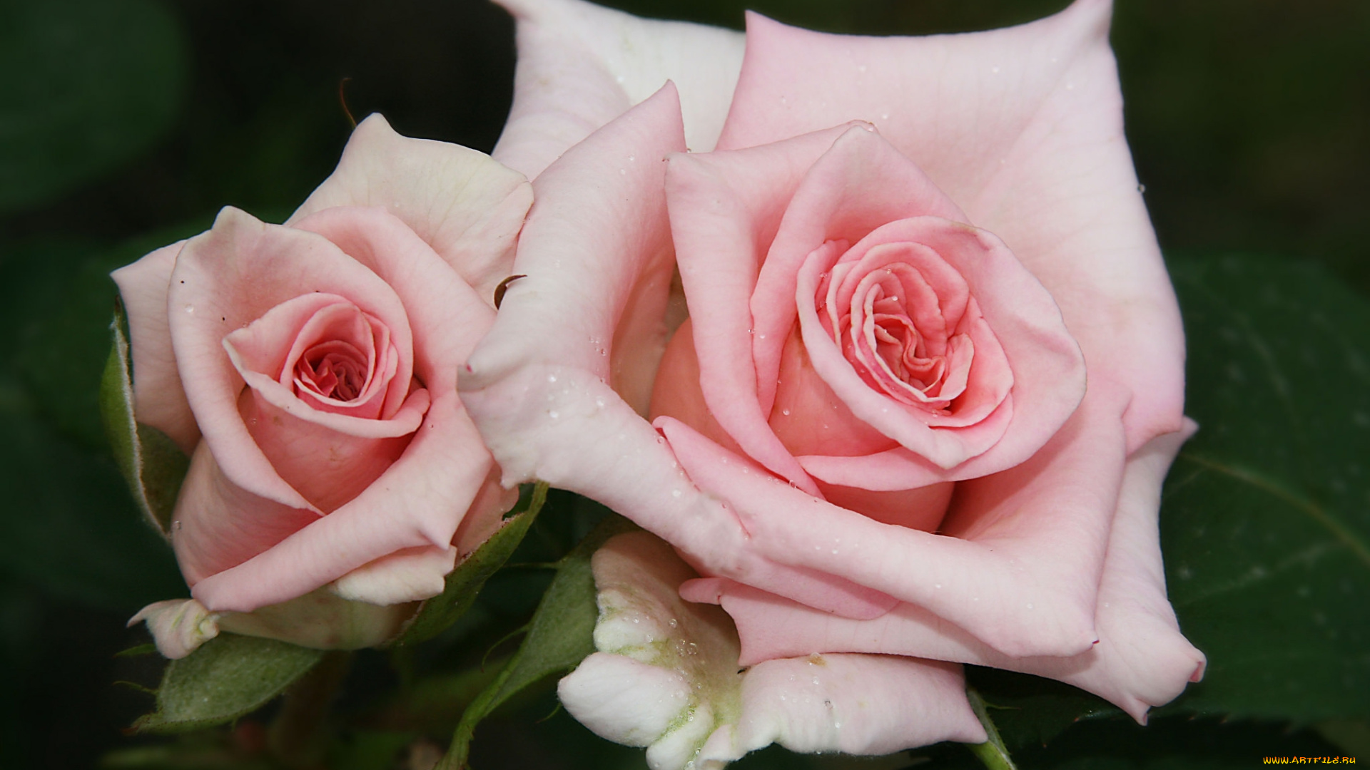 цветы, розы, розовый