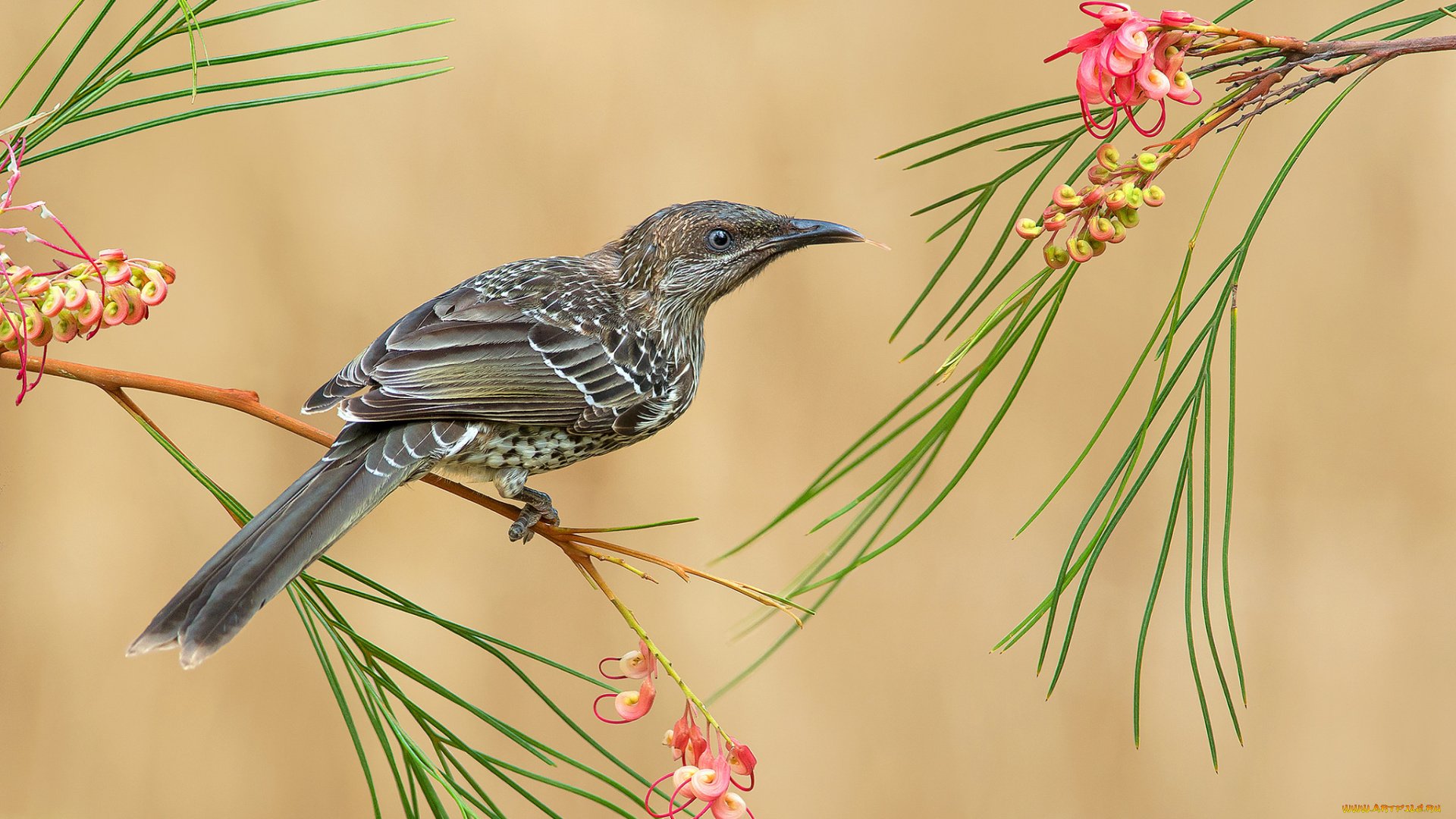little, wattlebird, животные, птицы, птичка