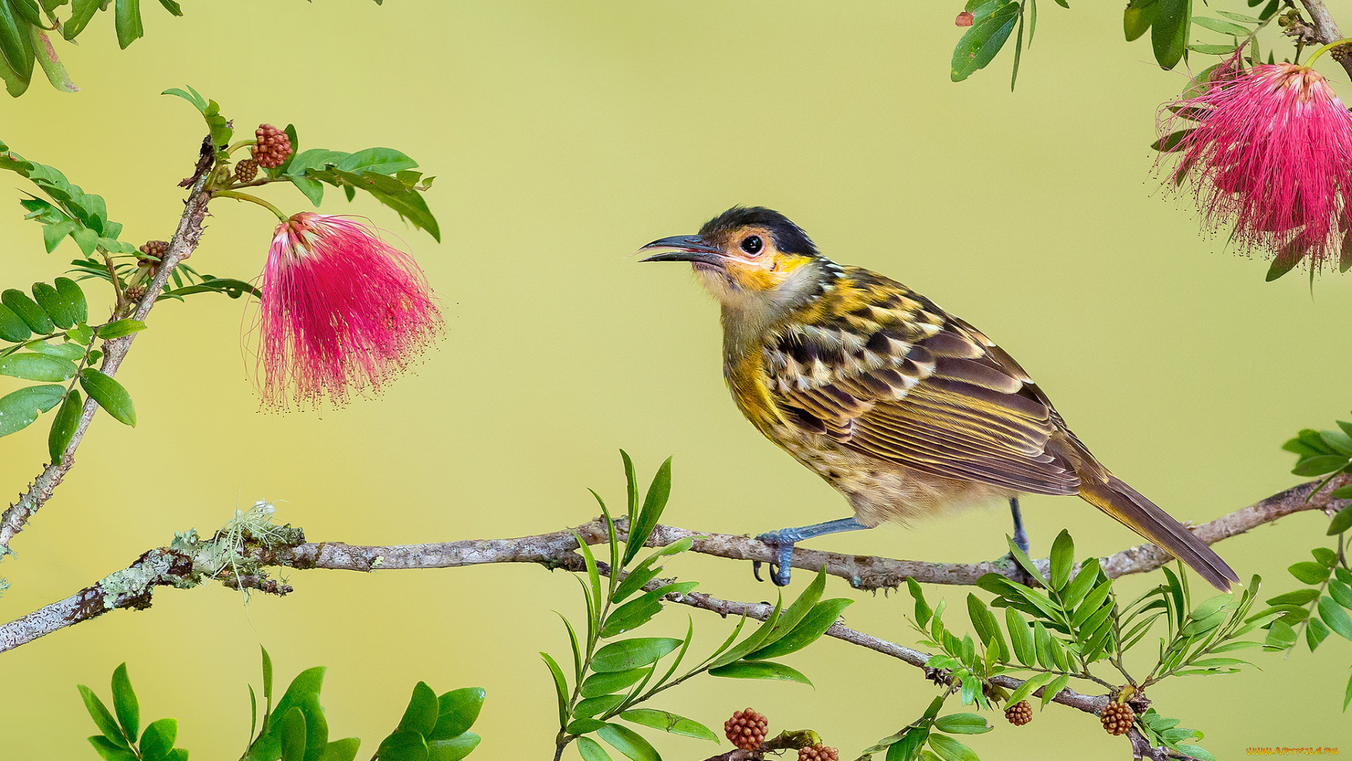 macleay`s, honeyeater, животные, птицы, птичка
