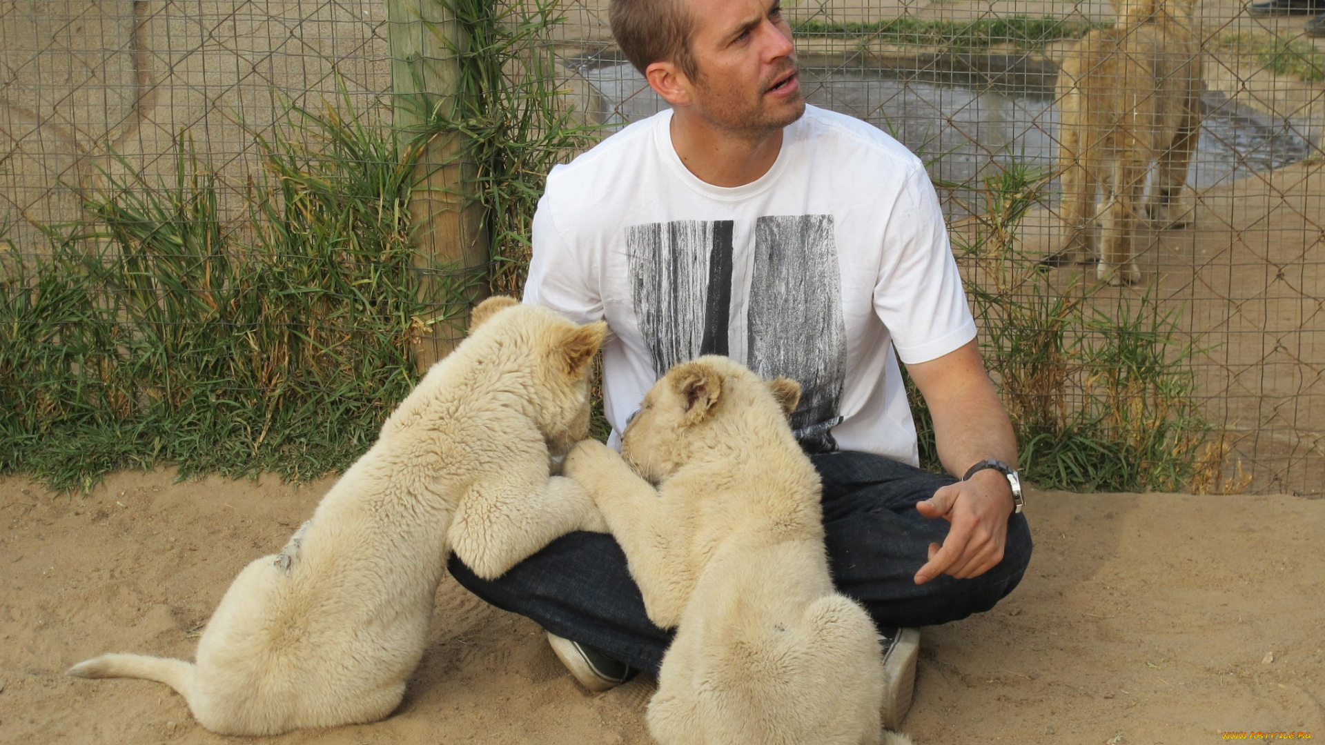 мужчины, paul, walker, актер, улыбка, пол, уокер, знаменитости, львята, футболка, вольер