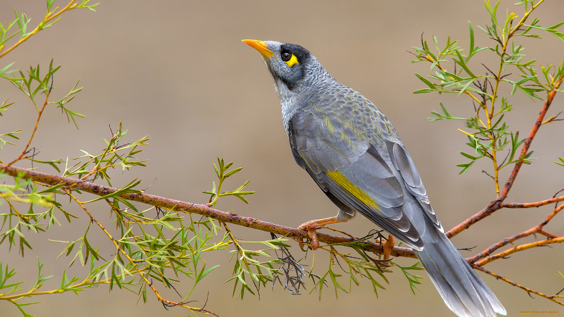 noisy, miner, животные, птицы, птичка