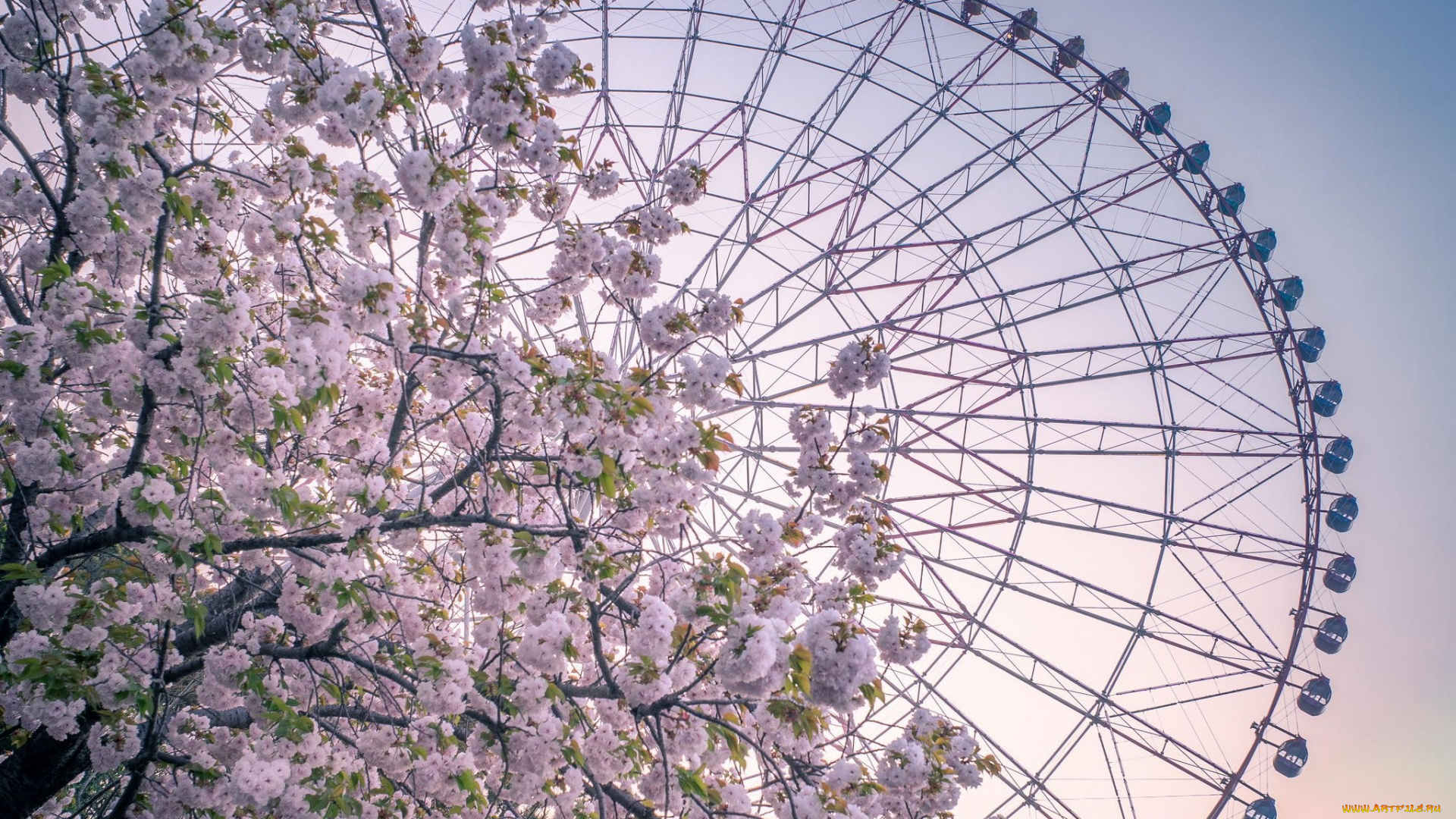 разное, карусели, , качели, , аттракционы, колесо, обозрения, атракцион, весна, цветы, дерево