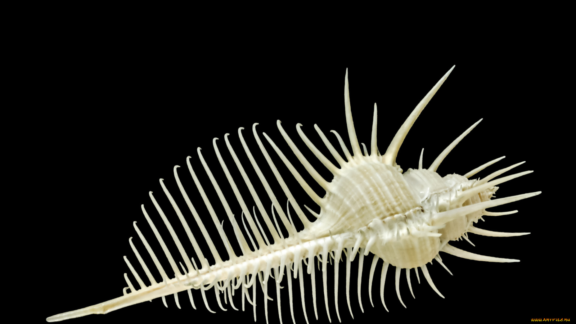 разное, ракушки, , кораллы, , декоративные, и, spa-камни, чёрный, фон, ракушка