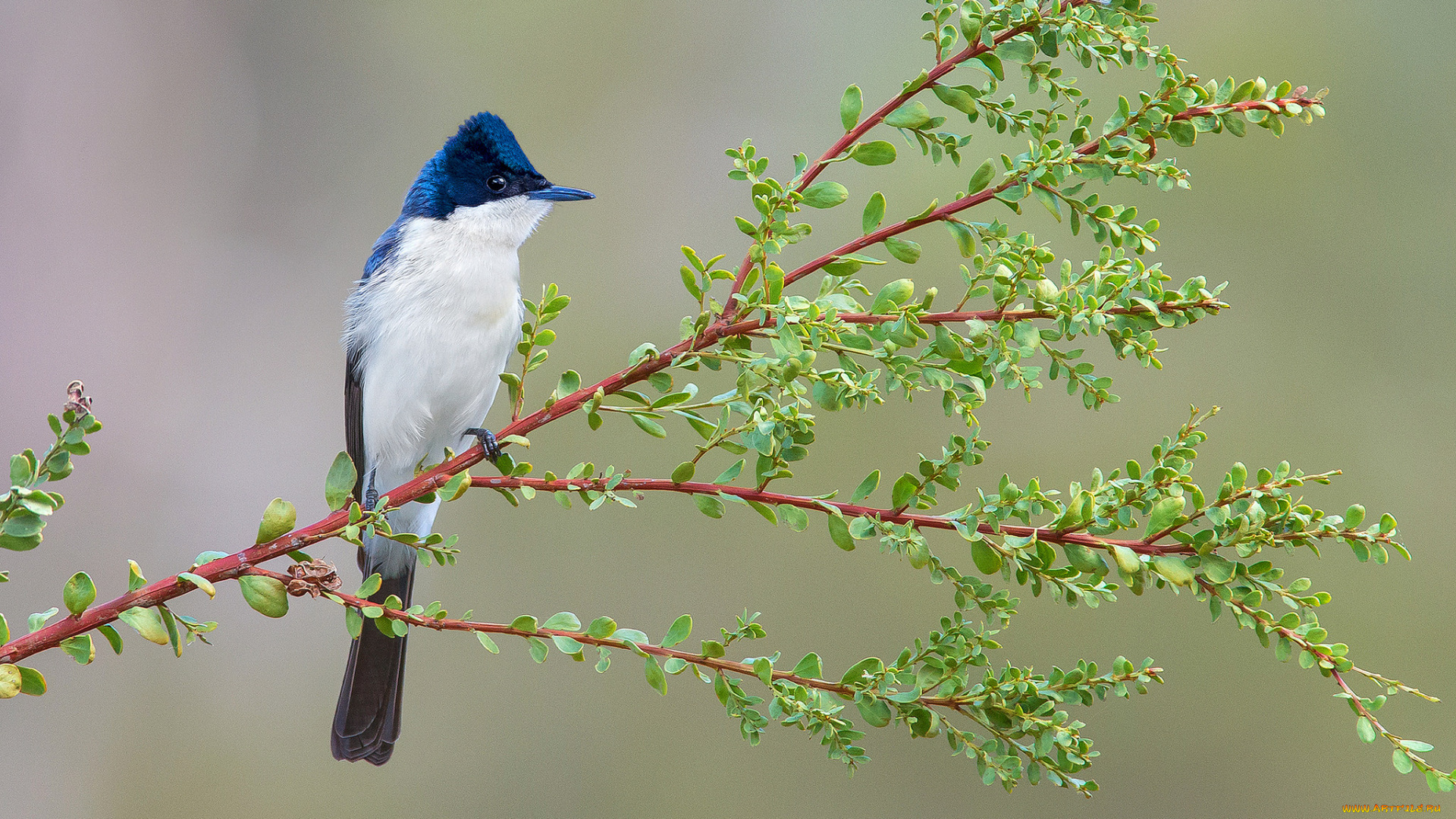 restless, flycatcher, животные, птицы, птичка