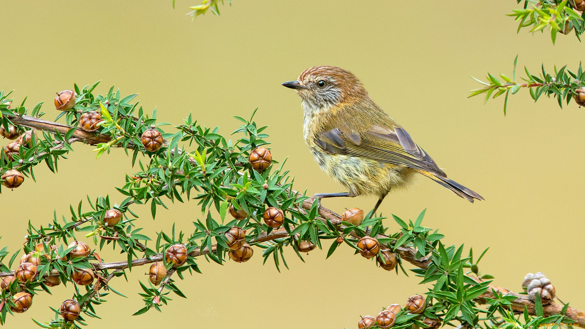 striated, thornbill, животные, птицы, птичка