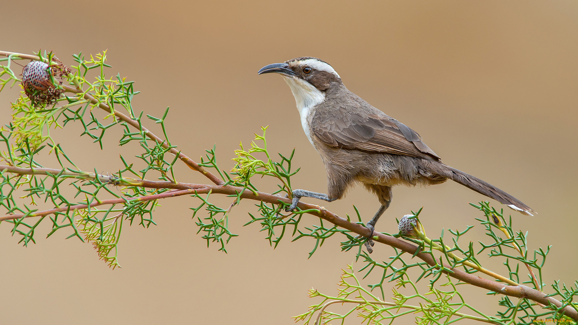 white-browed, babbler, животные, птицы, птичка