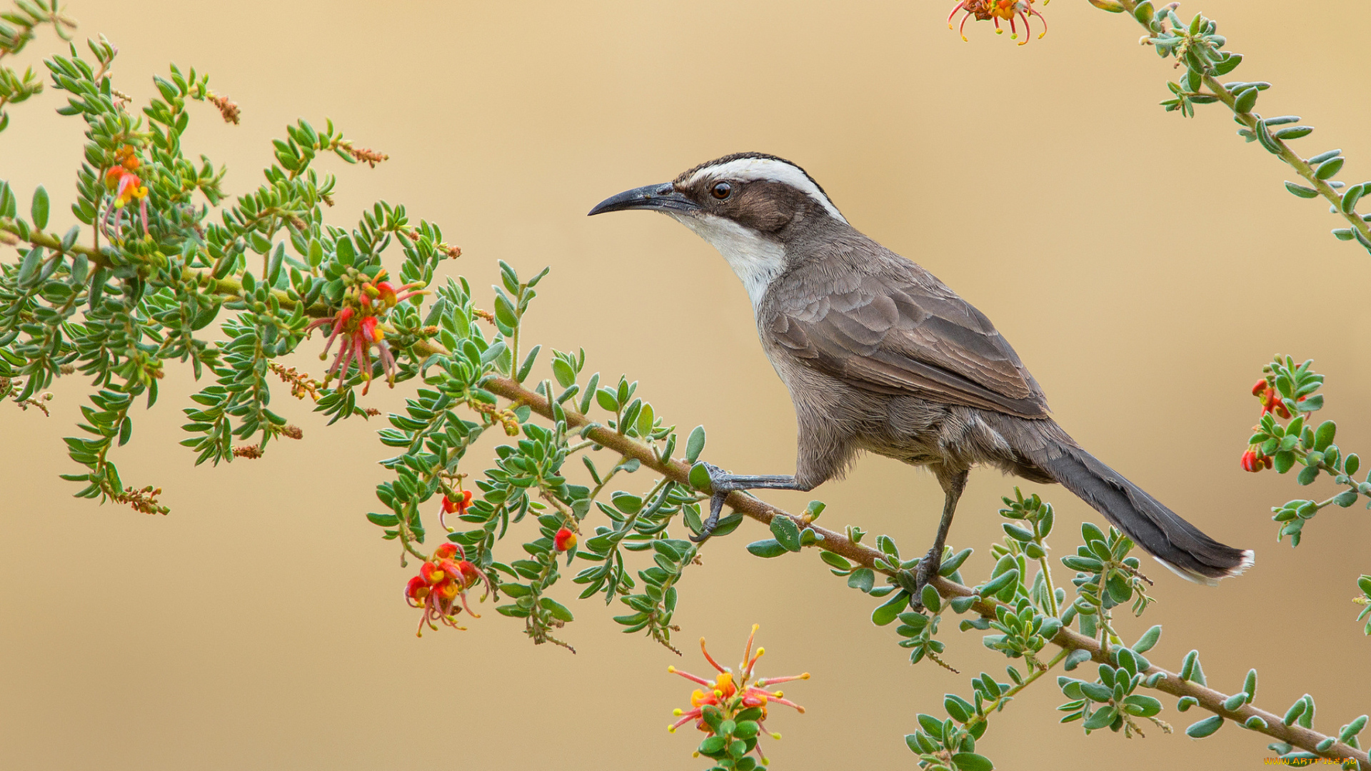 white-browed, babbler, животные, птицы, птичка