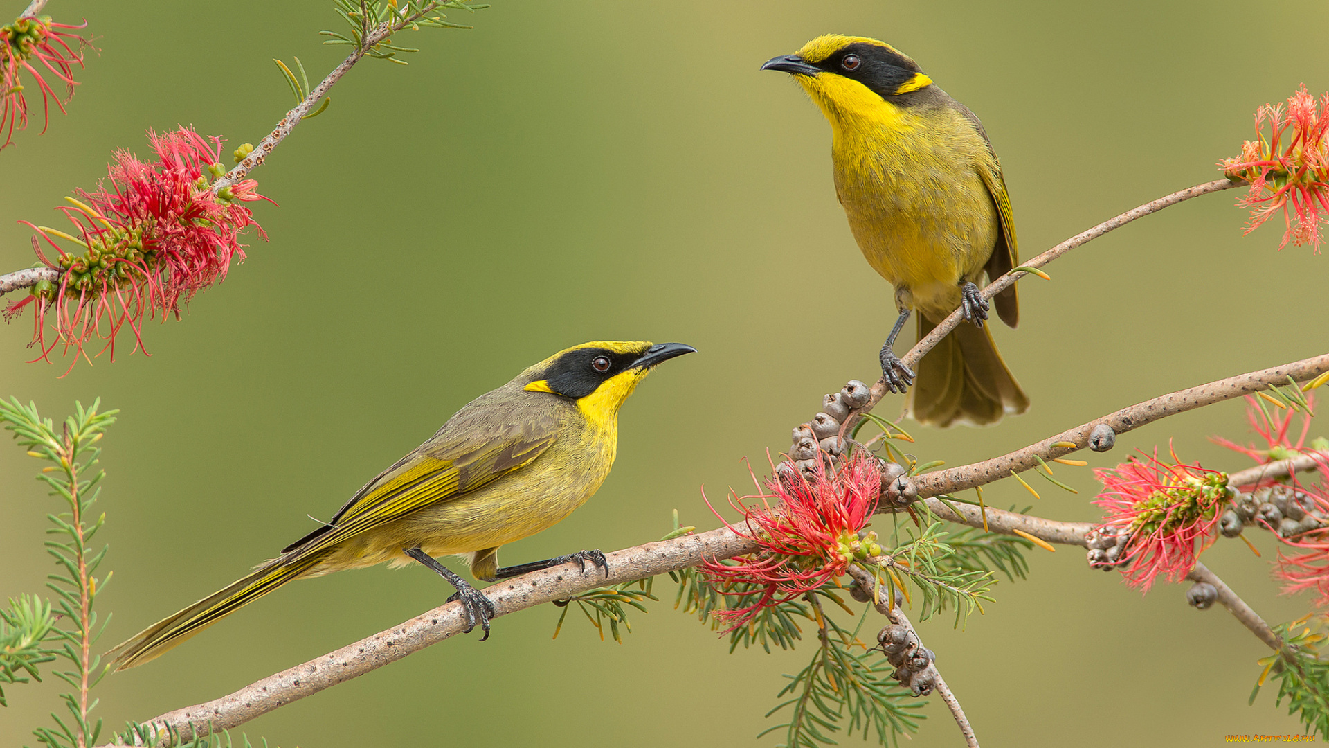yellow-tufted, honeyeater, животные, птицы, птичка