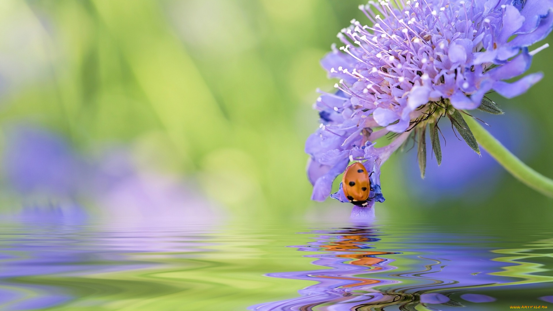 животные, божьи, коровки, вода, жук, цветок, божья, коровка, макро, отражение