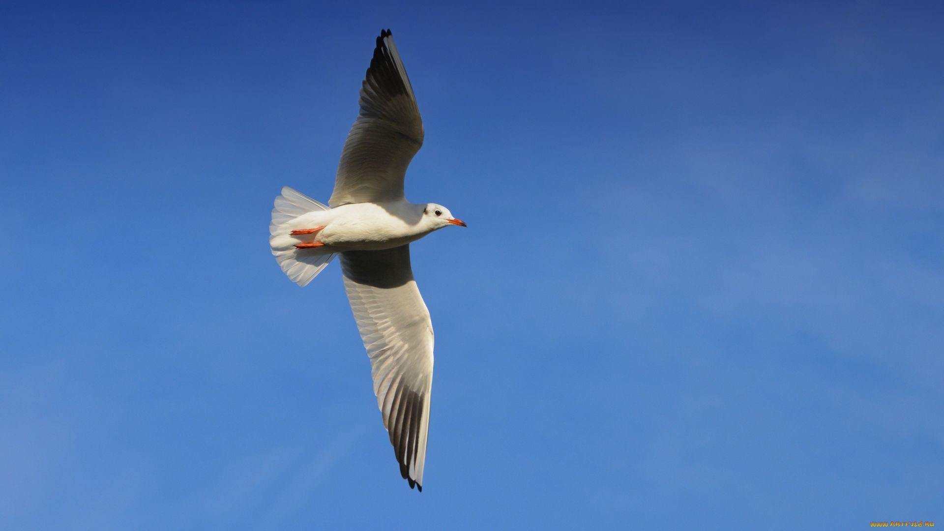 животные, Чайки, , бакланы, , крачки, чайка, полет, птица