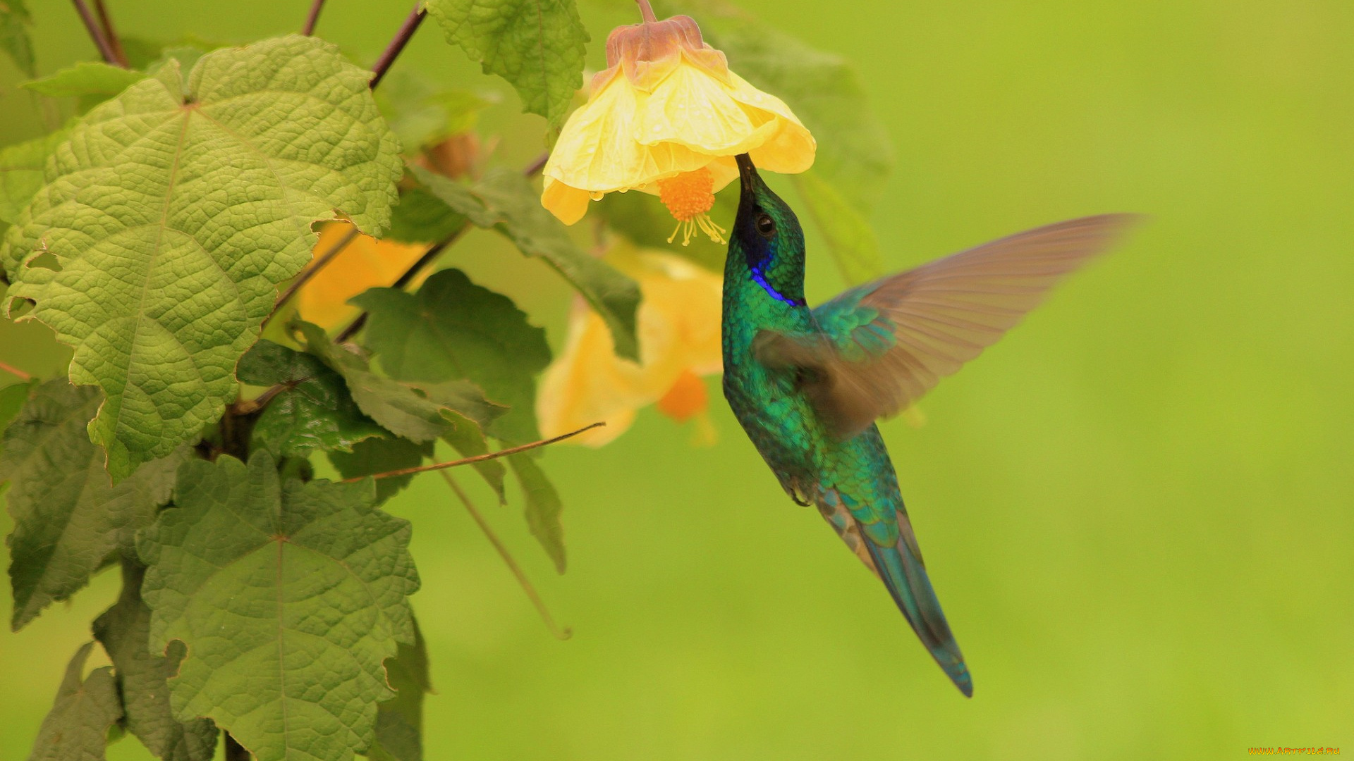 животные, колибри, листья, цветок, птица