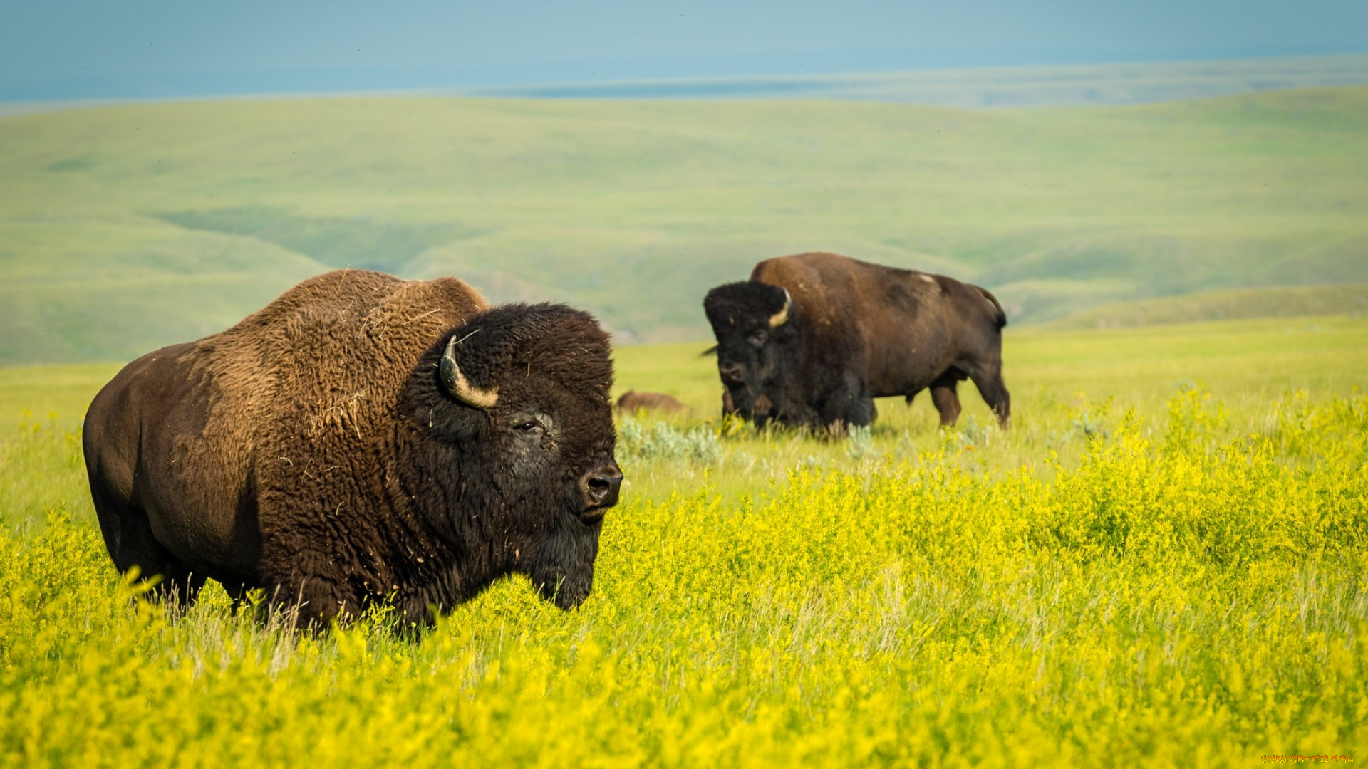 животные, коровы, , буйволы, национальный, парк, поле, природа, бизоны, рапс, дикая