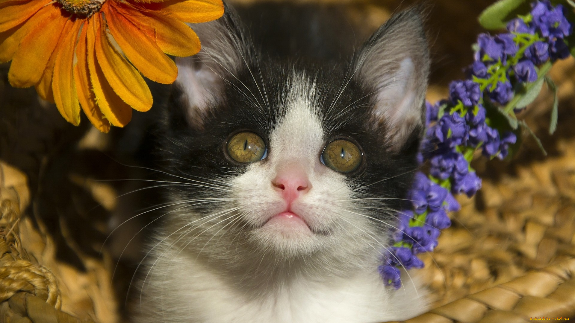животные, коты, цветы, взгляд, мордашка, малыш, котёнок, корзина