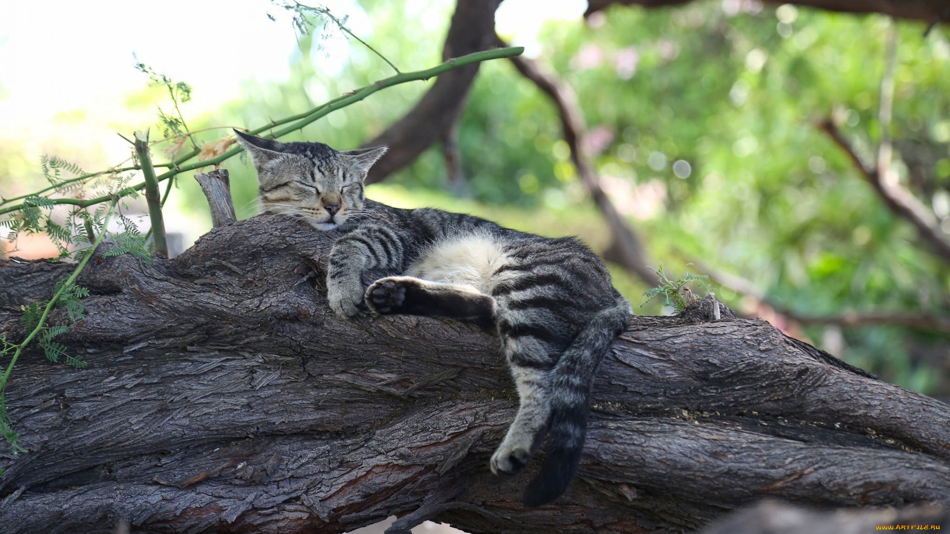 животные, коты, дерево, отдых, сон, спящая, кошка, кот