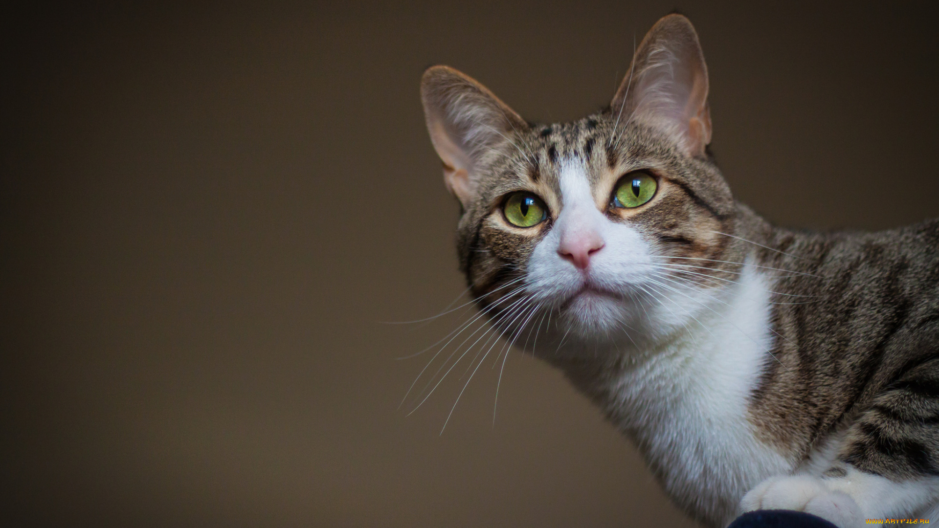 животные, коты, киса