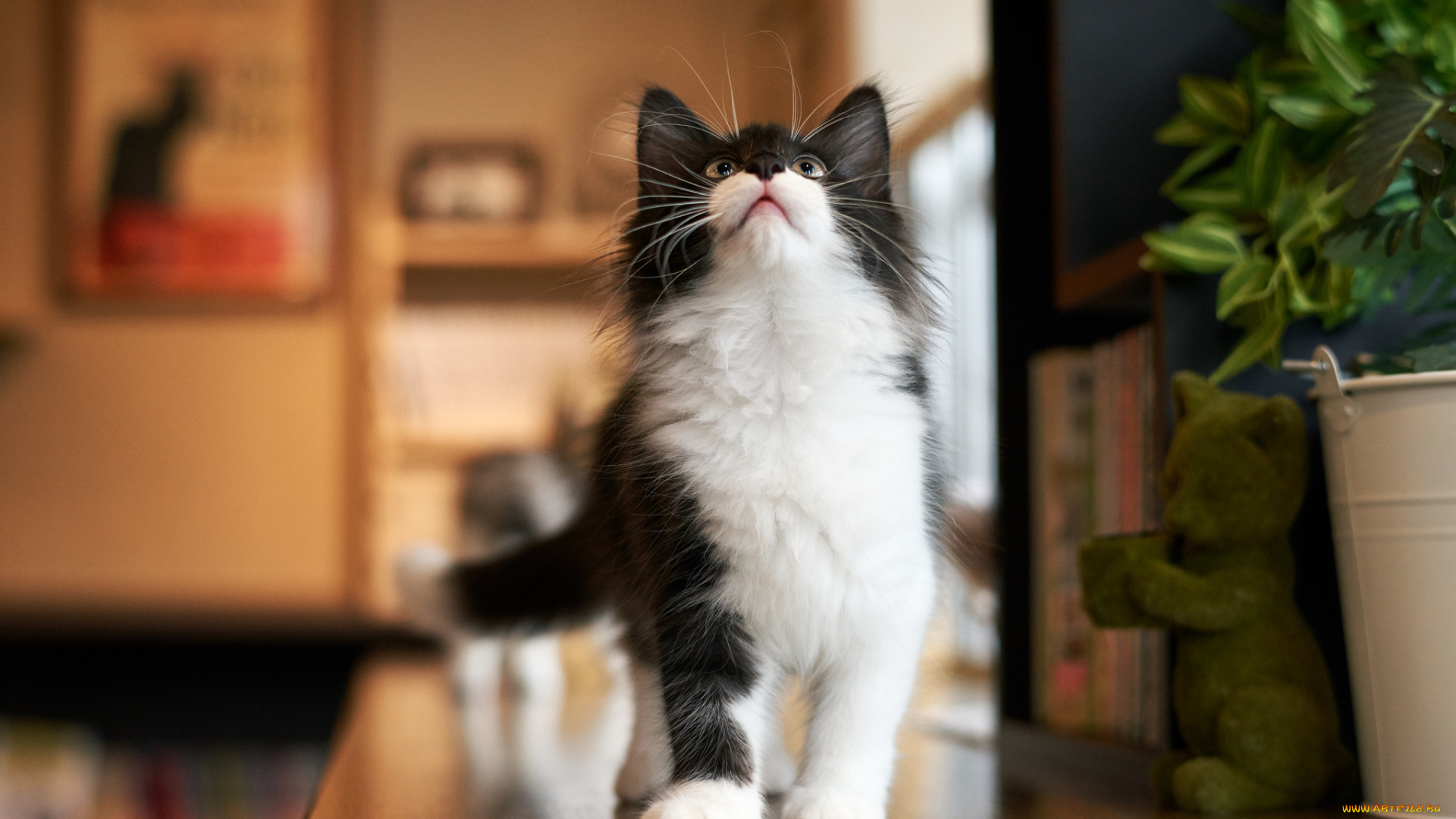 животные, коты, котенок