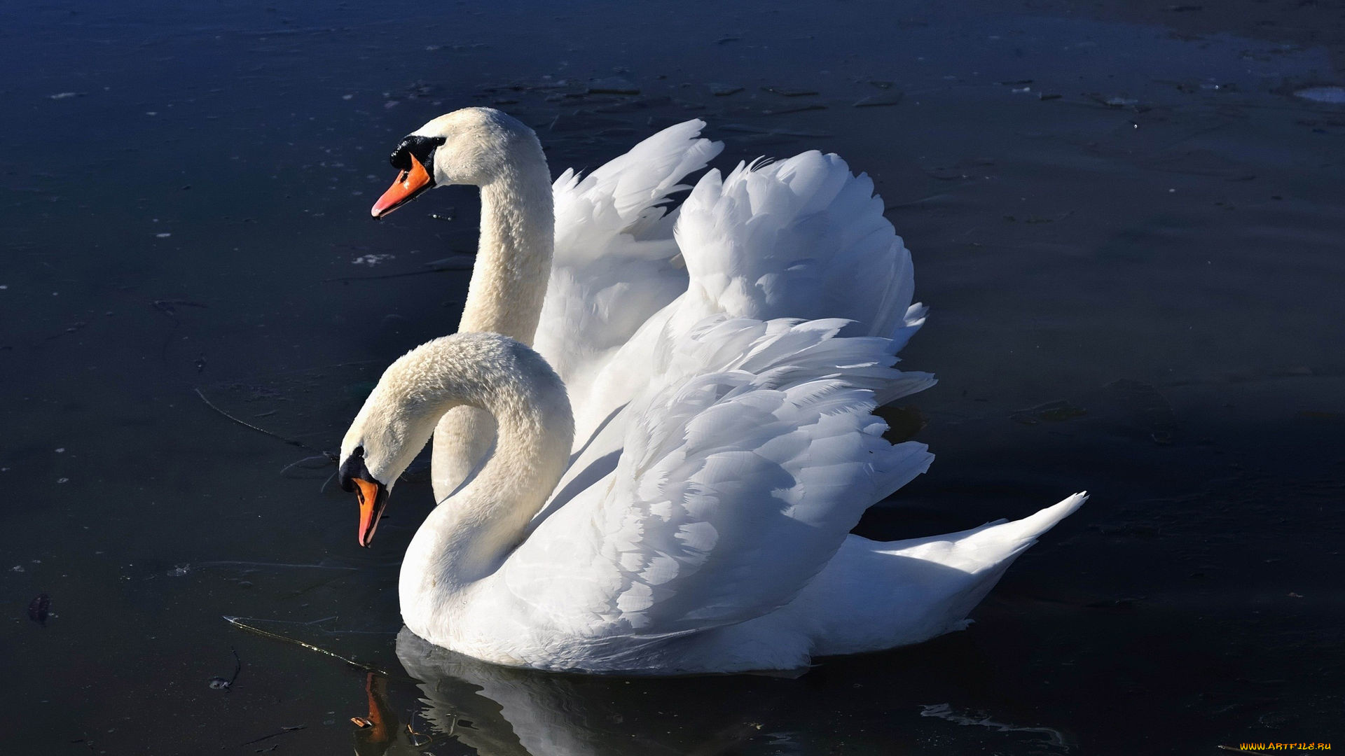 животные, лебеди, вода, пара