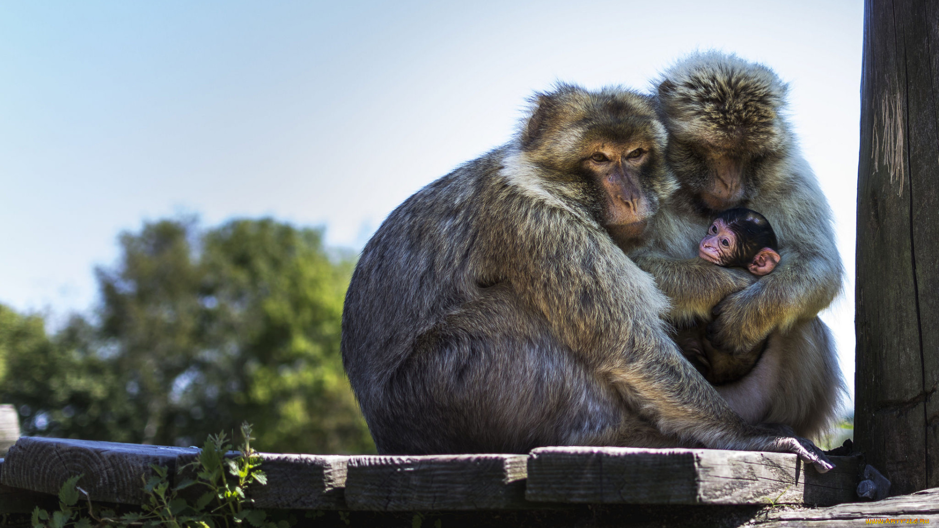 животные, обезьяны, семья