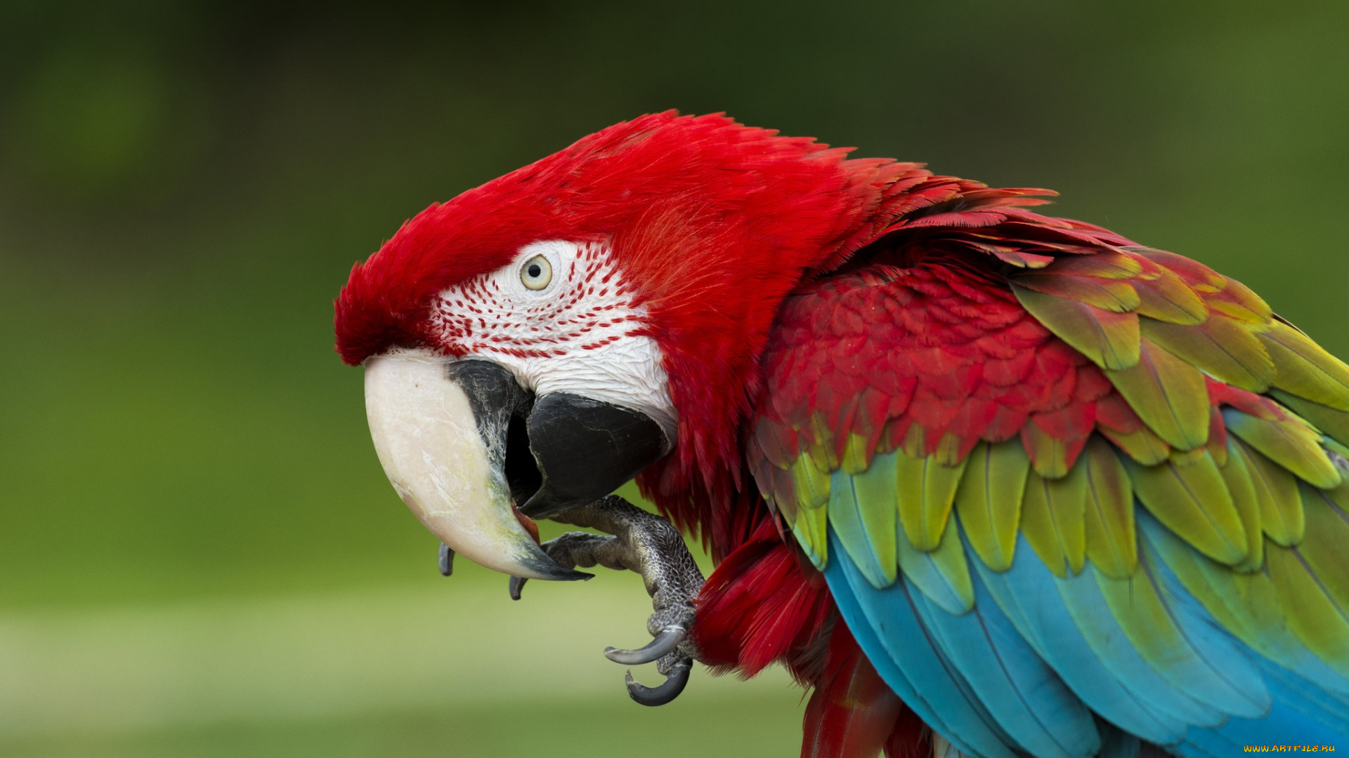 животные, попугаи, попугай, ара, зеленокрылый, клюв, перья, птица