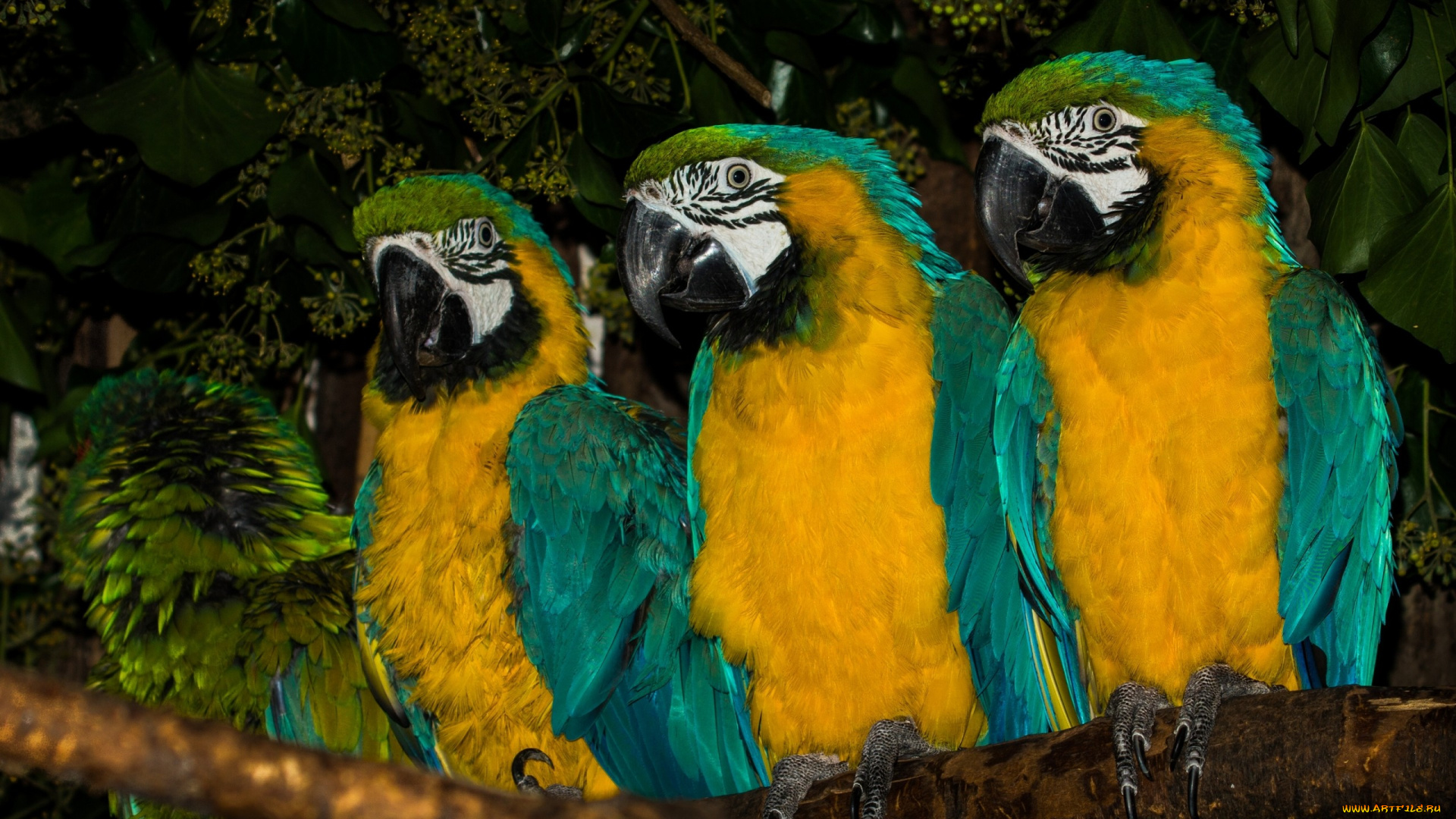 животные, попугаи, сине-жёлтый, ара, птицы, трио, ветка