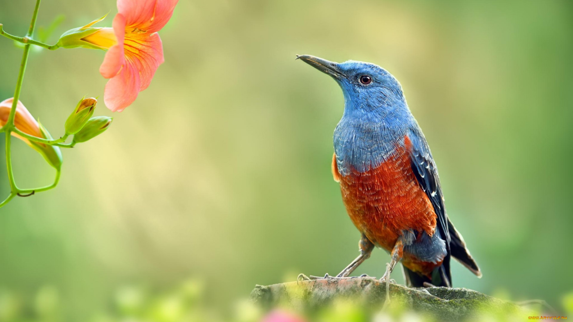 животные, птицы, природа, макро, цветы, ветка, сад, птица