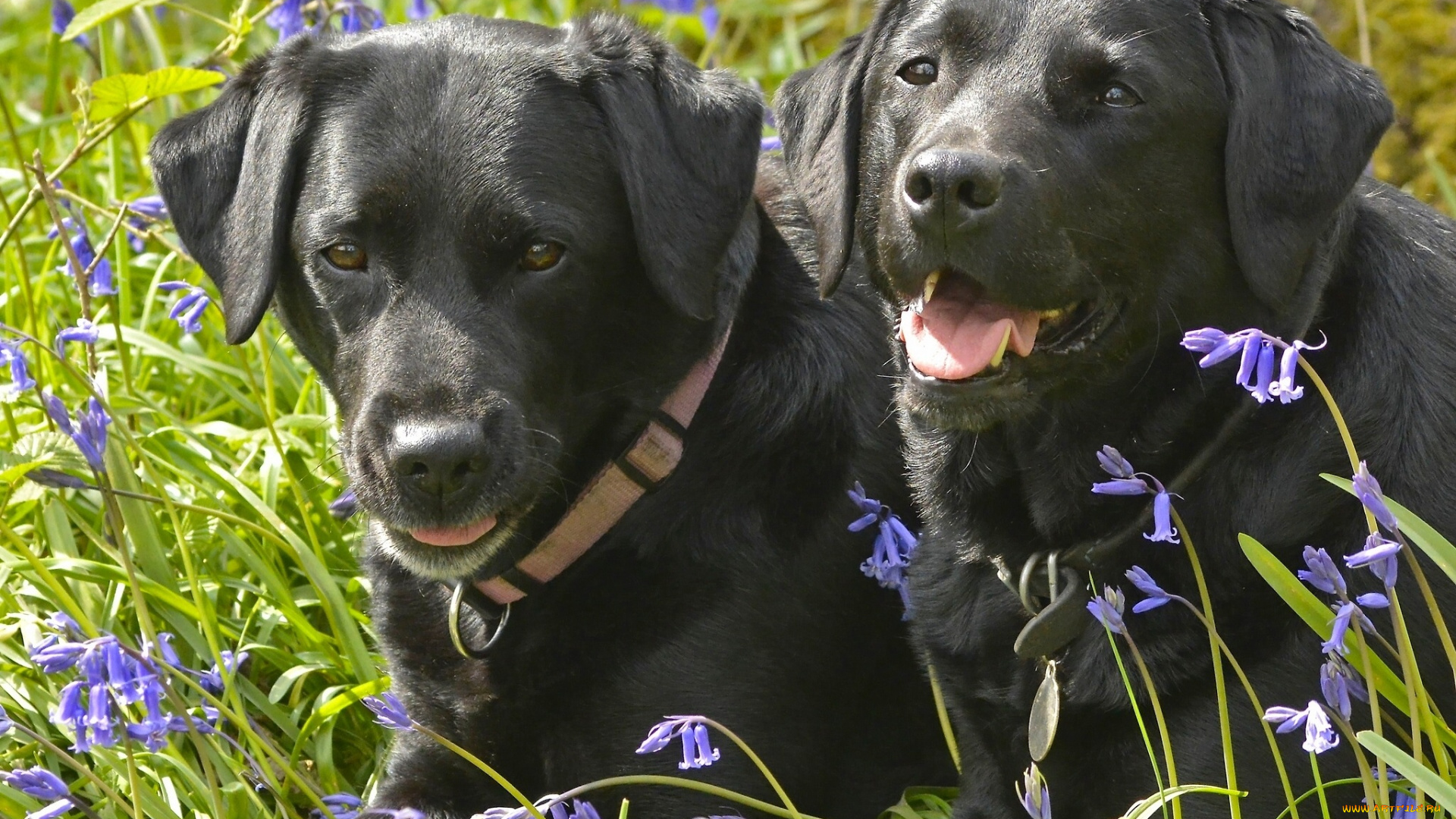 животные, собаки, колокольчики, цветы, парочка, лабрадор-ретривер