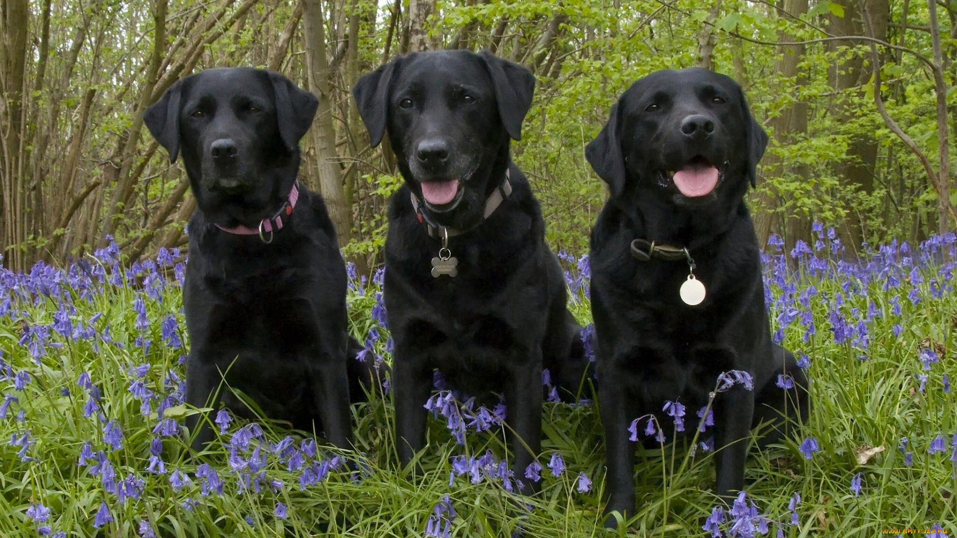 животные, собаки, колокольчики, троица, трио, цветы, лес, лабрадор-ретривер