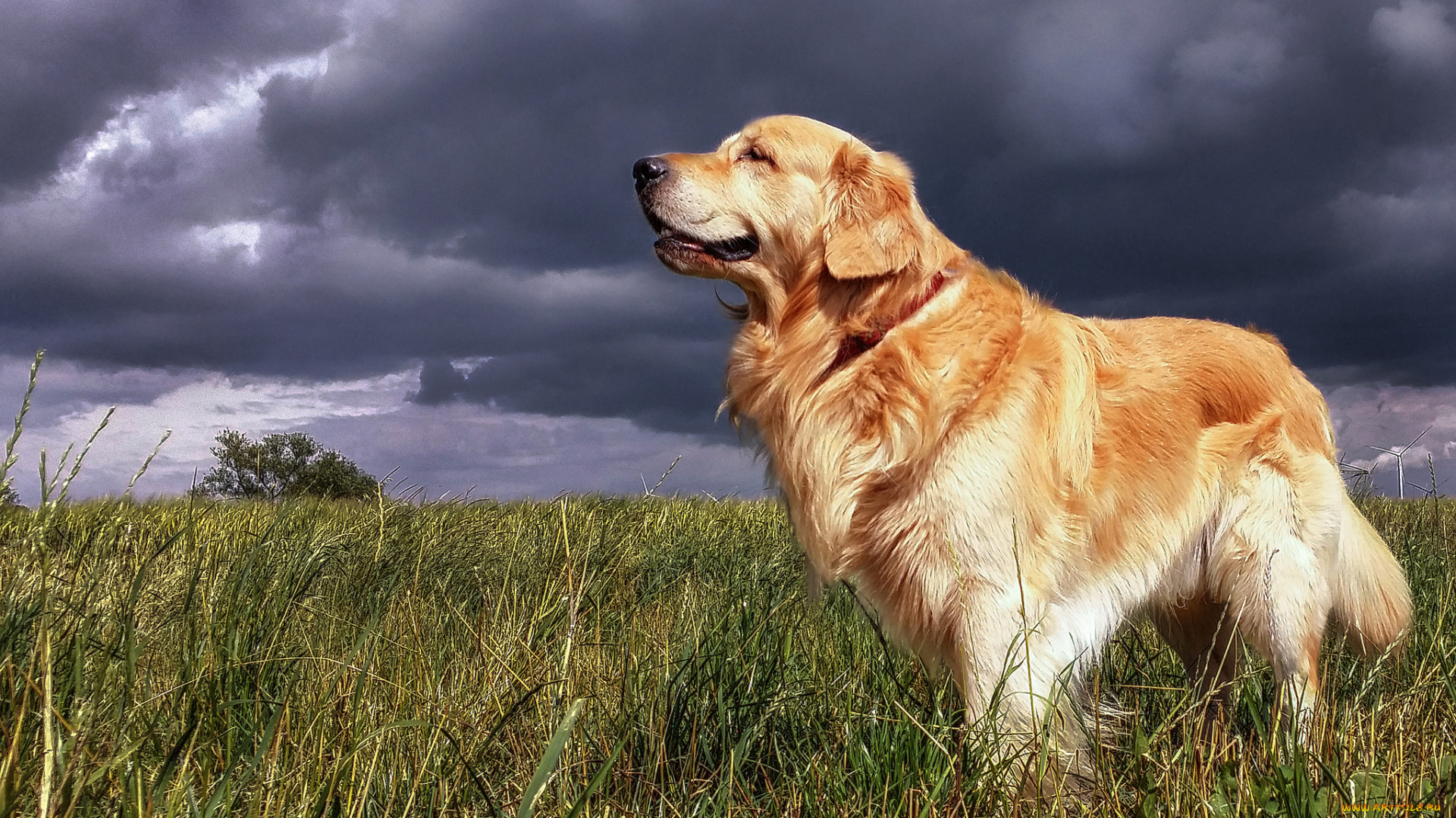 животные, собаки, пес