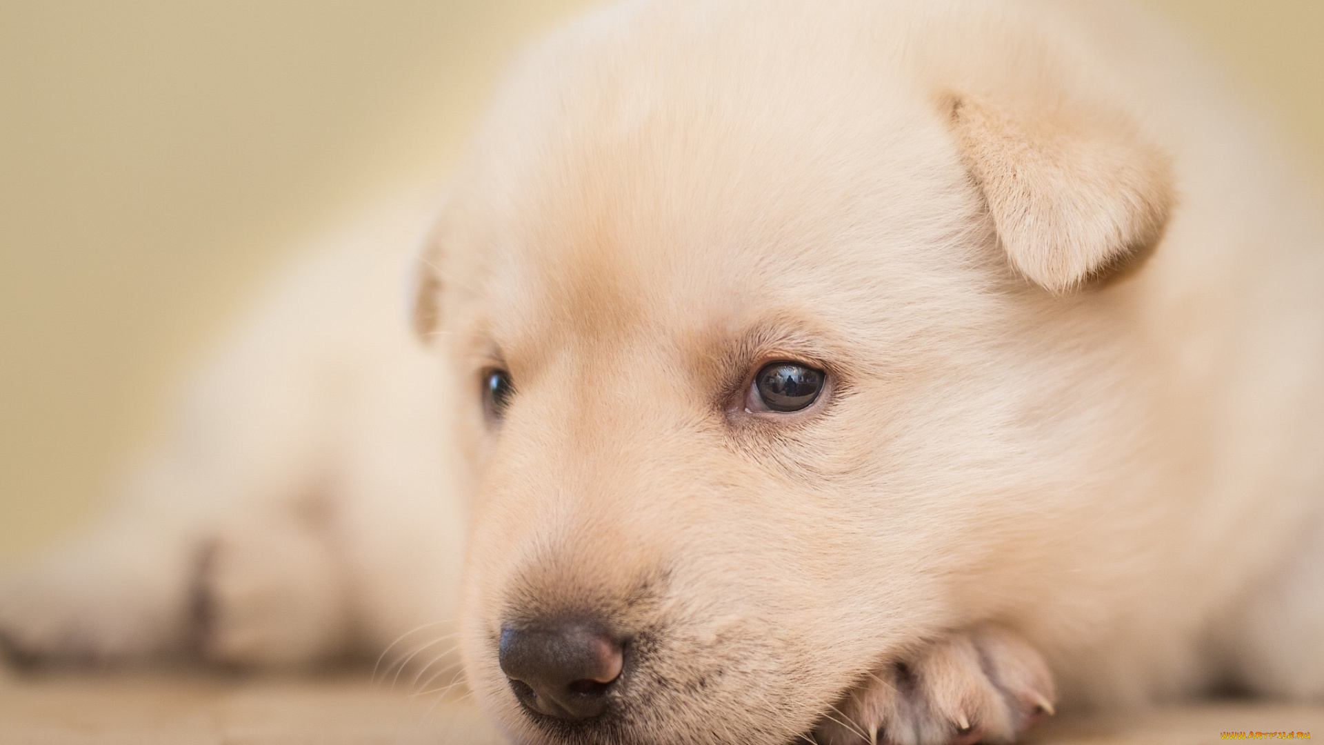 животные, собаки, щенок, собака, мордашка, малыш