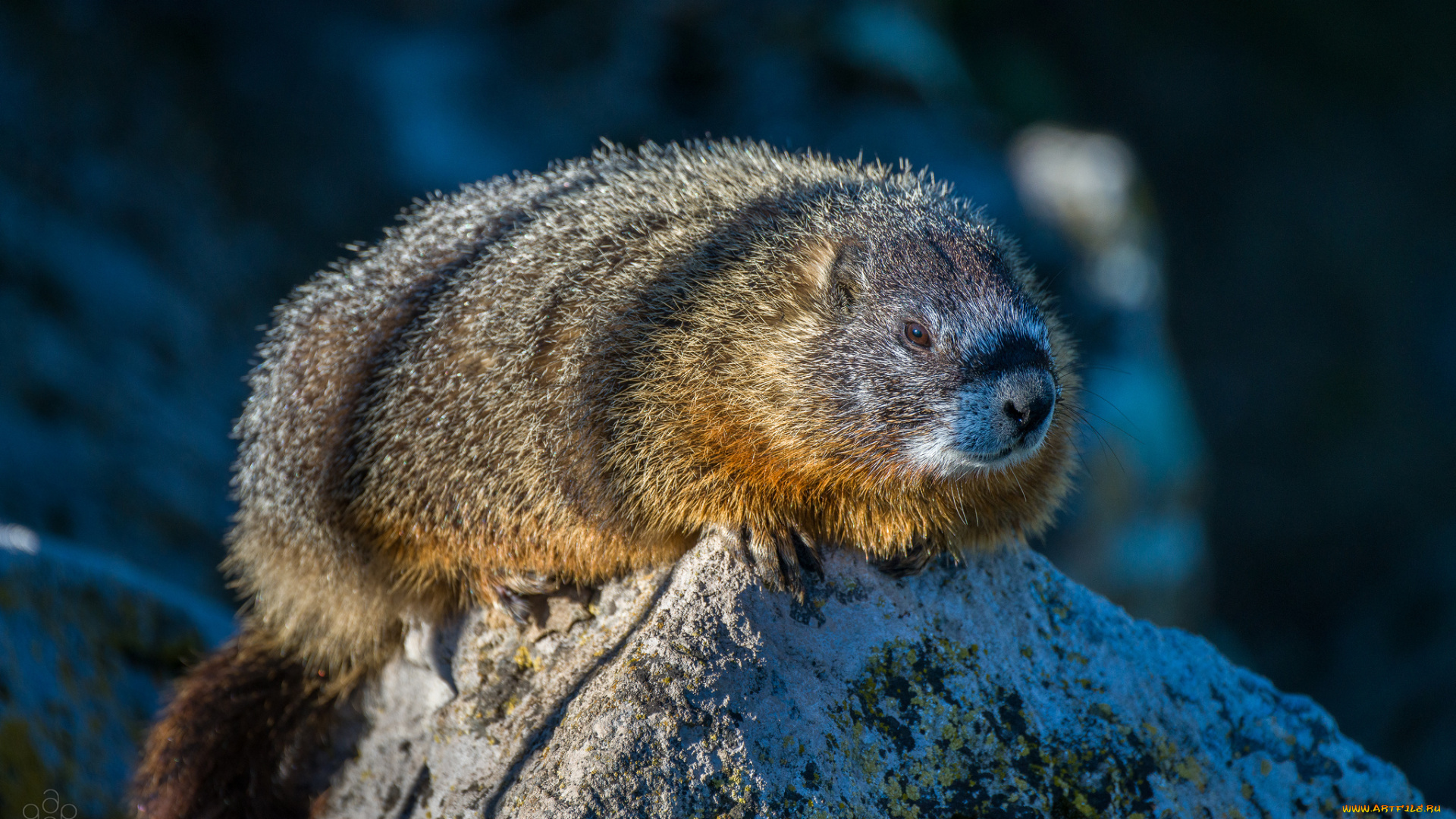 животные, суслики, , сурки, зверёк, сурок