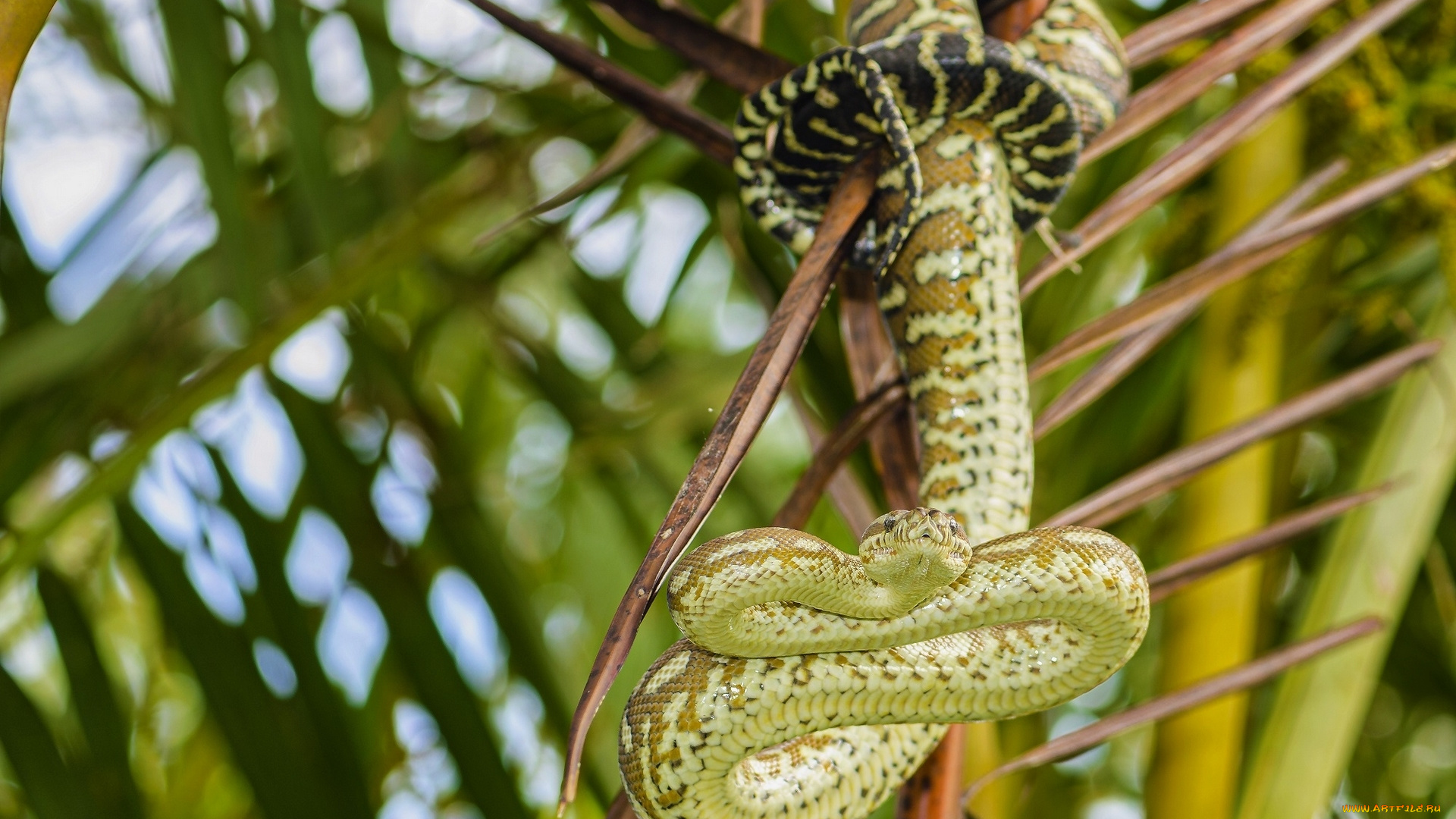 животные, змеи, , питоны, , кобры, ромбический, питон, змея, ковровая, макро