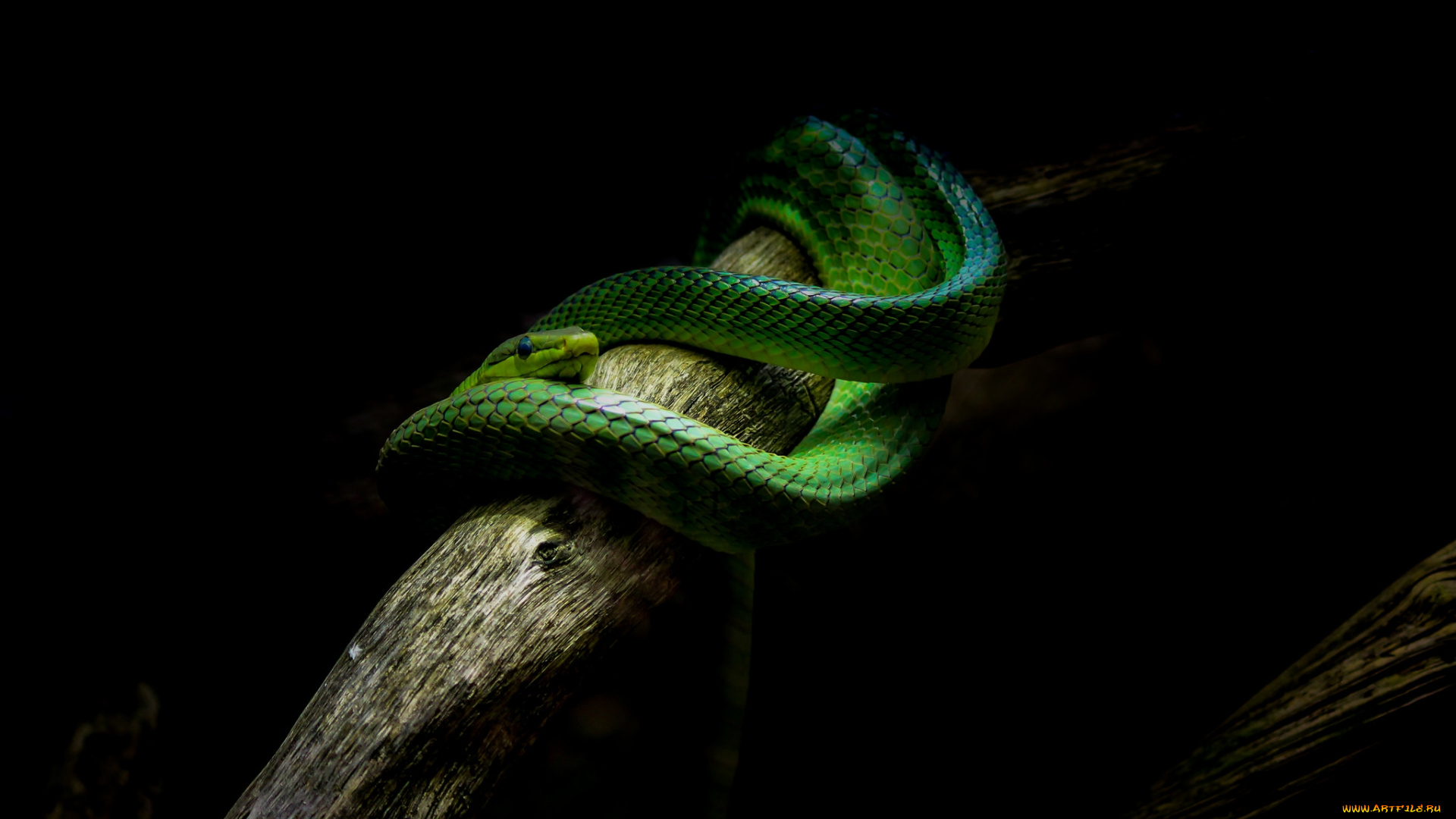 животные, змеи, , питоны, , кобры, змея, зеленая