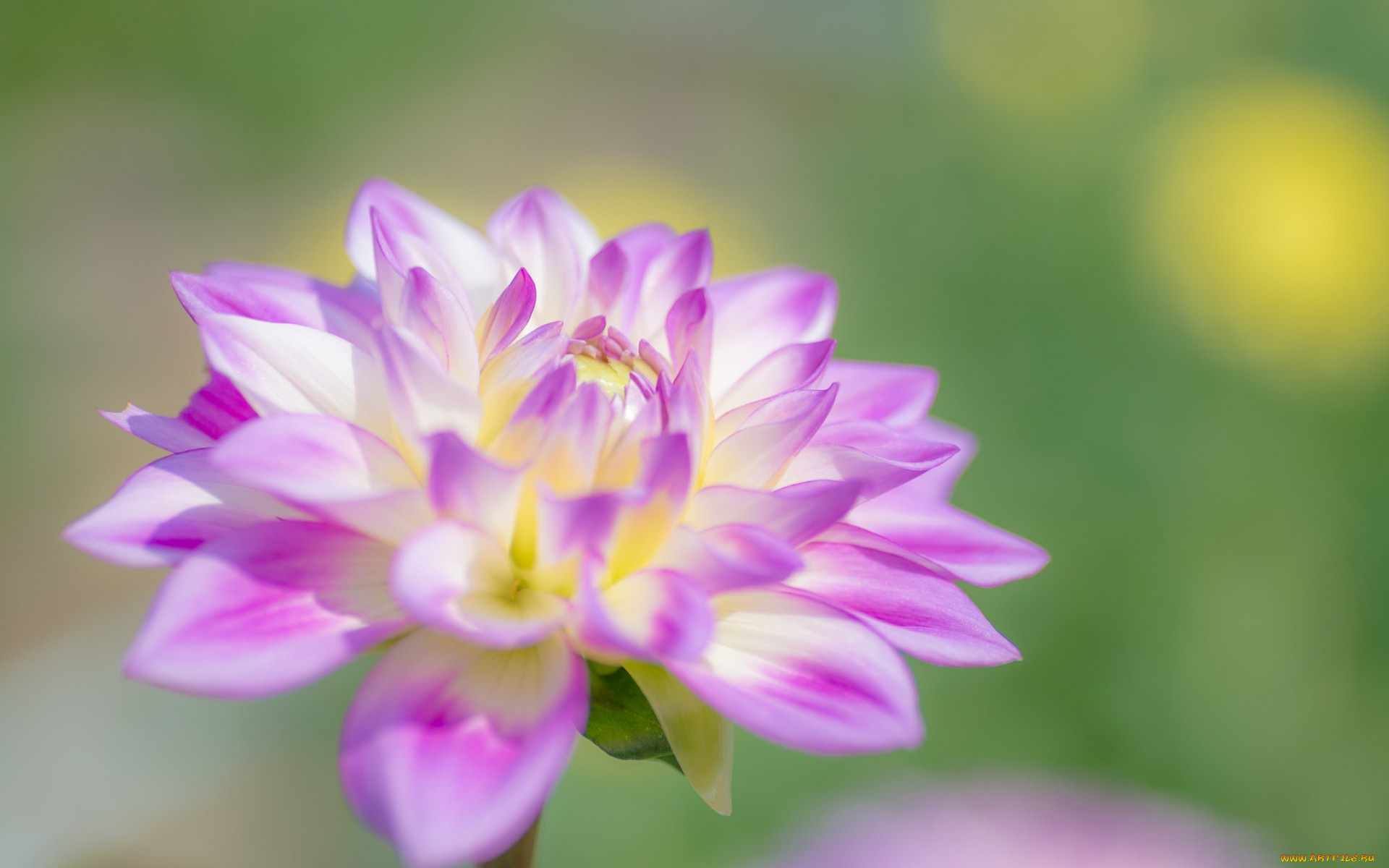 цветы, георгины, бутон, природа, краски, лепестки