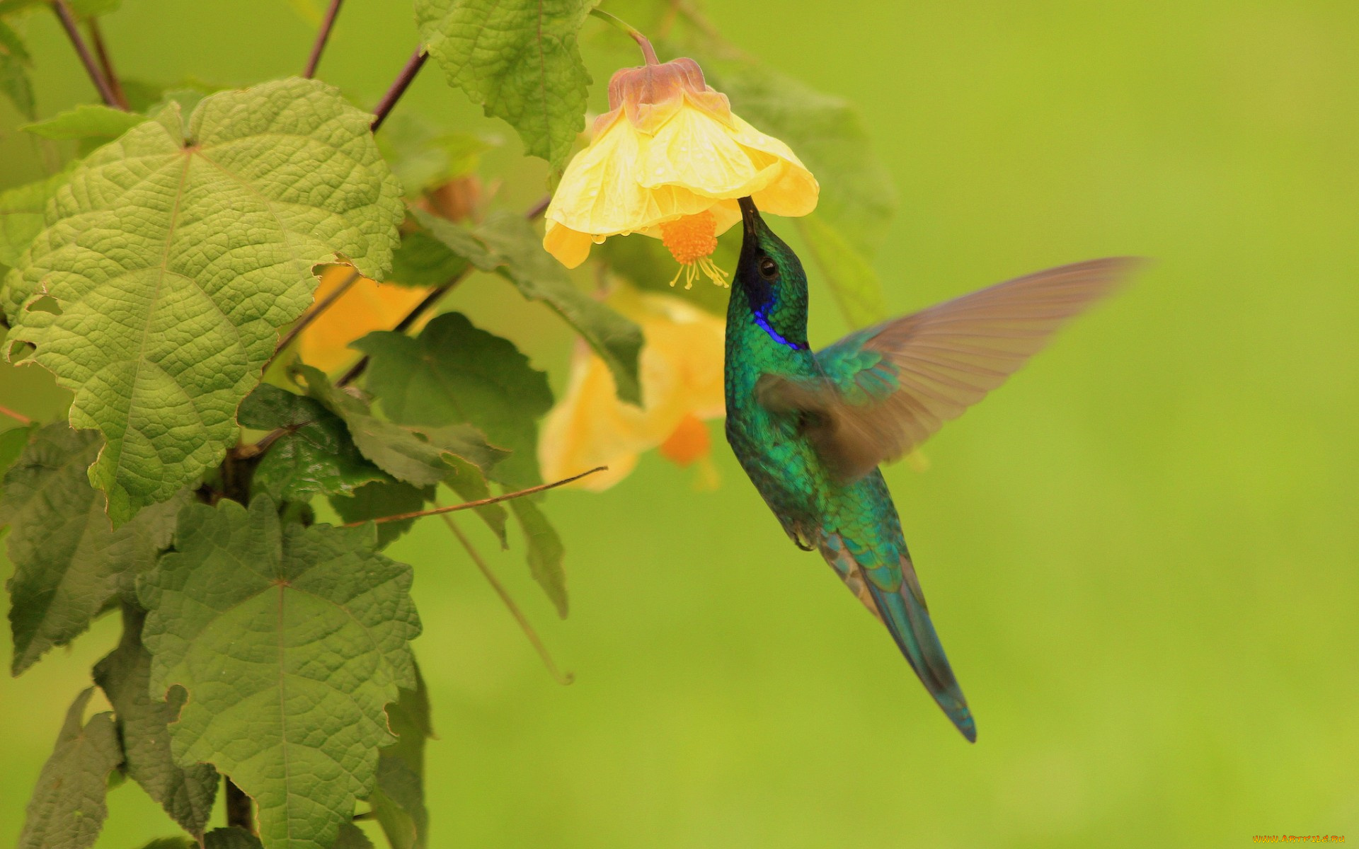 животные, колибри, листья, цветок, птица