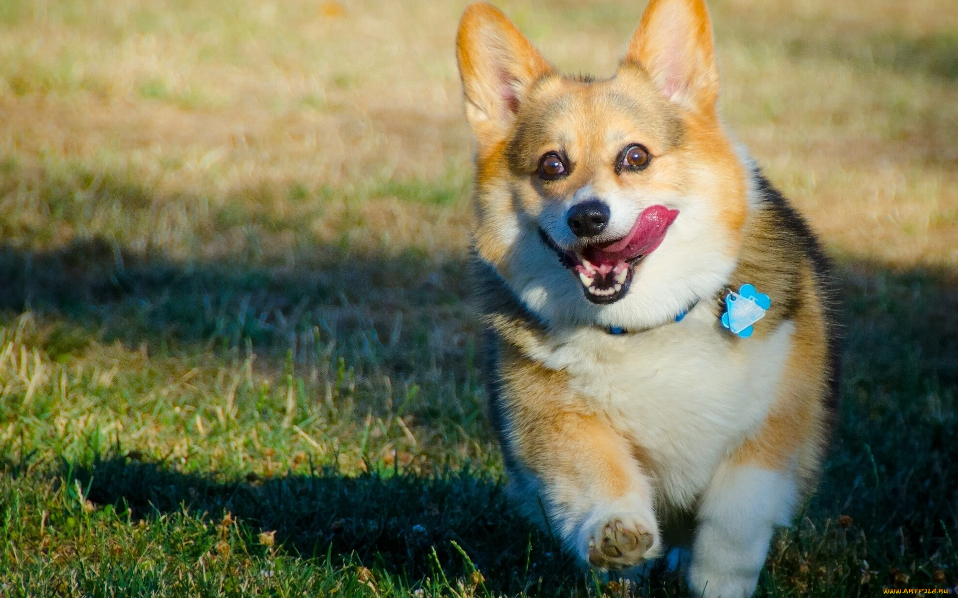 животные, собаки, вельш-корги, собака, пёсик, язык, радость, настроение