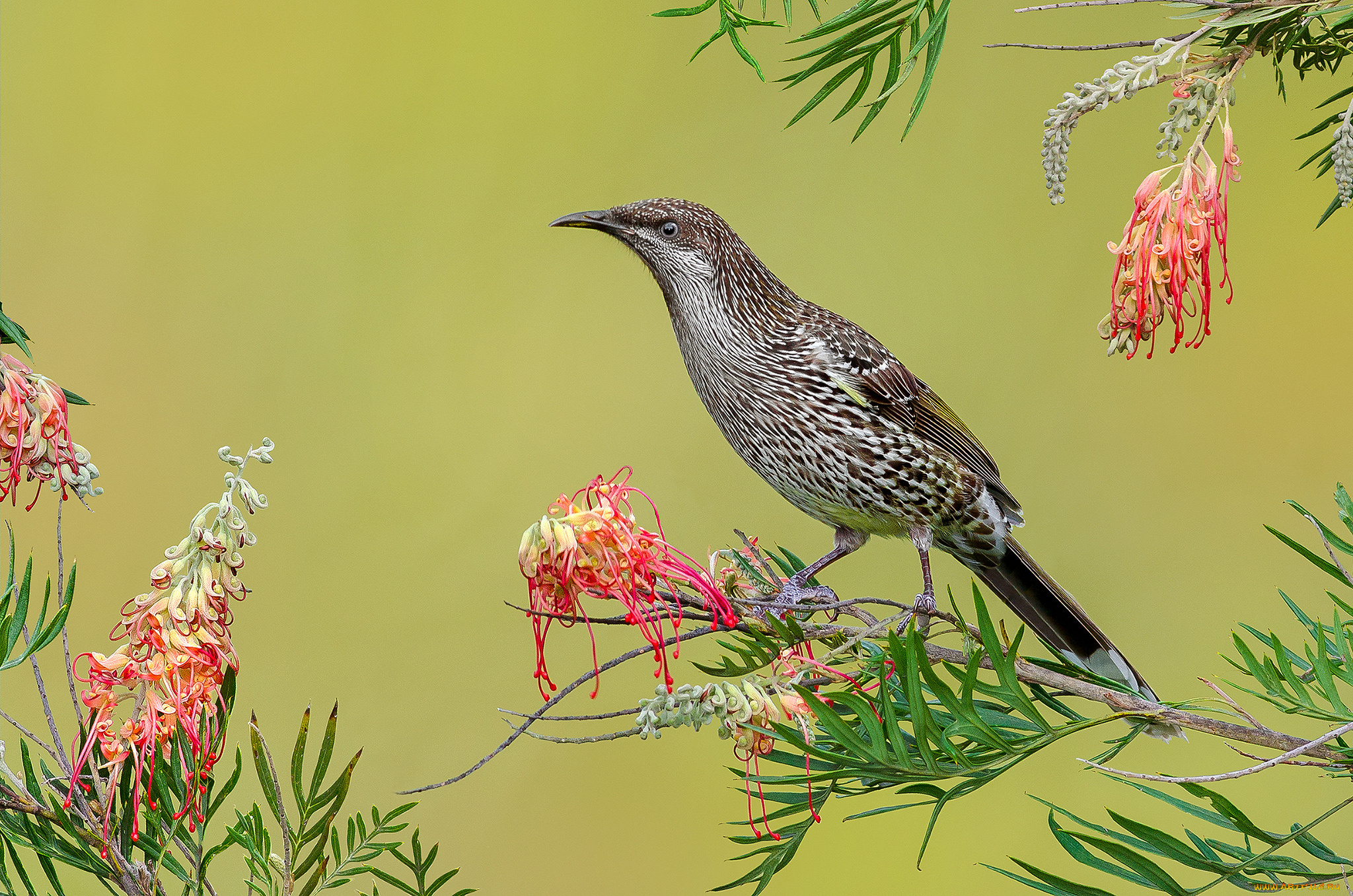 little, wattlebird, животные, птицы, птичка