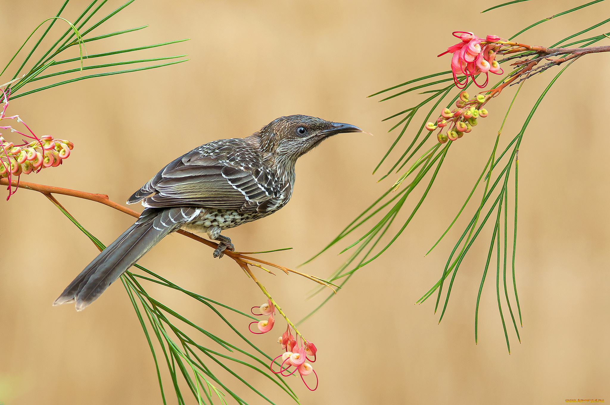 little, wattlebird, животные, птицы, птичка