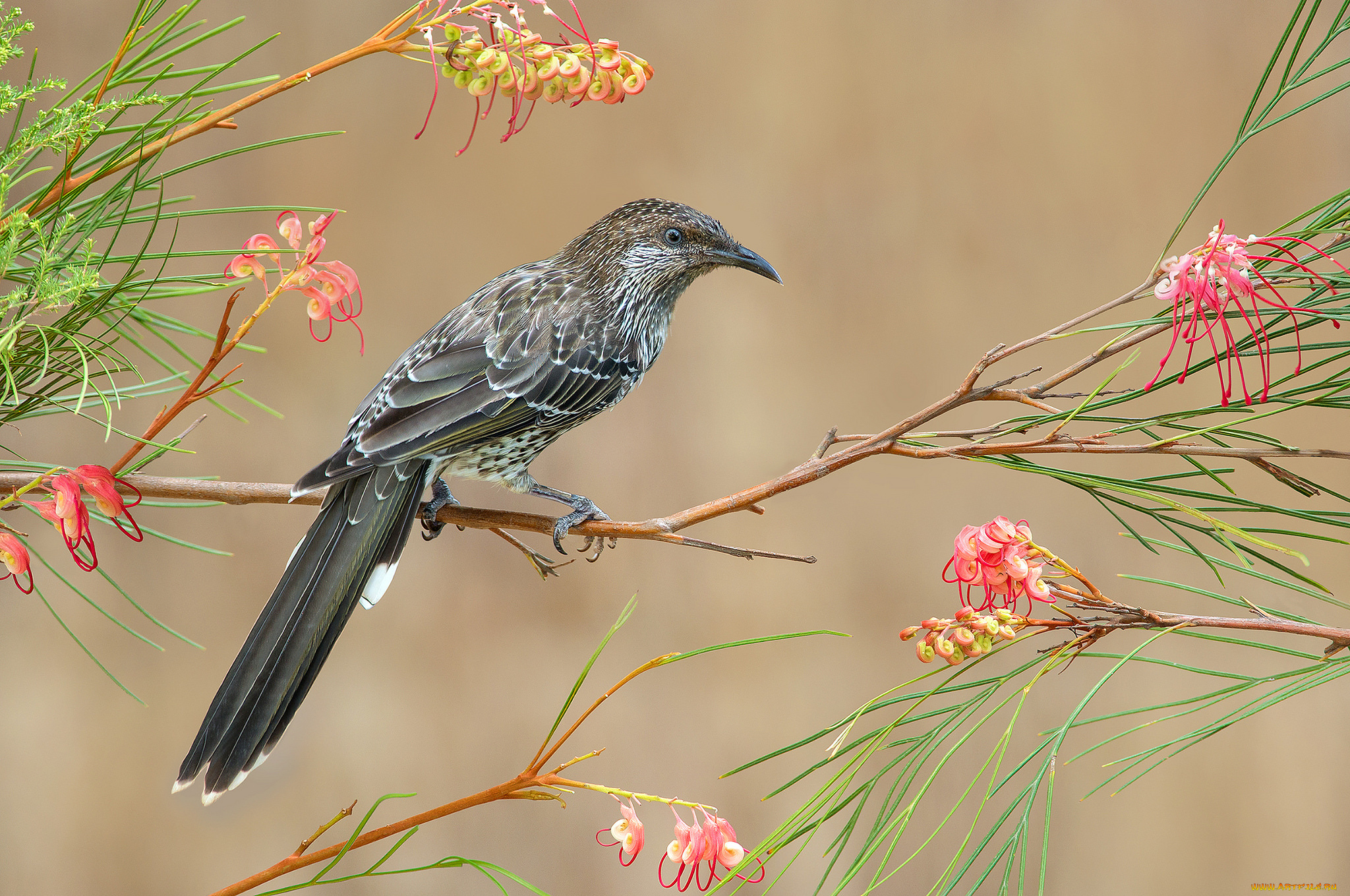 little, wattlebird, животные, птицы, птичка