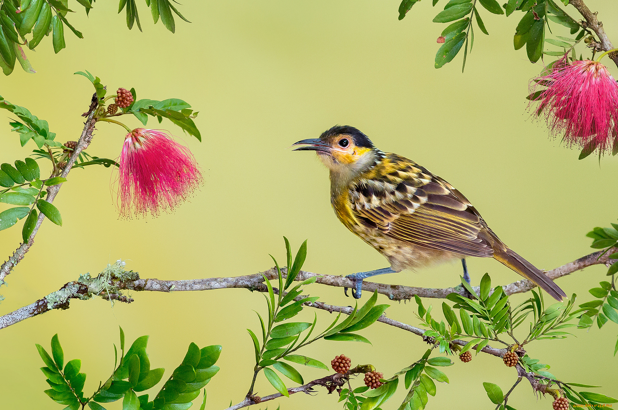 macleay`s, honeyeater, животные, птицы, птичка
