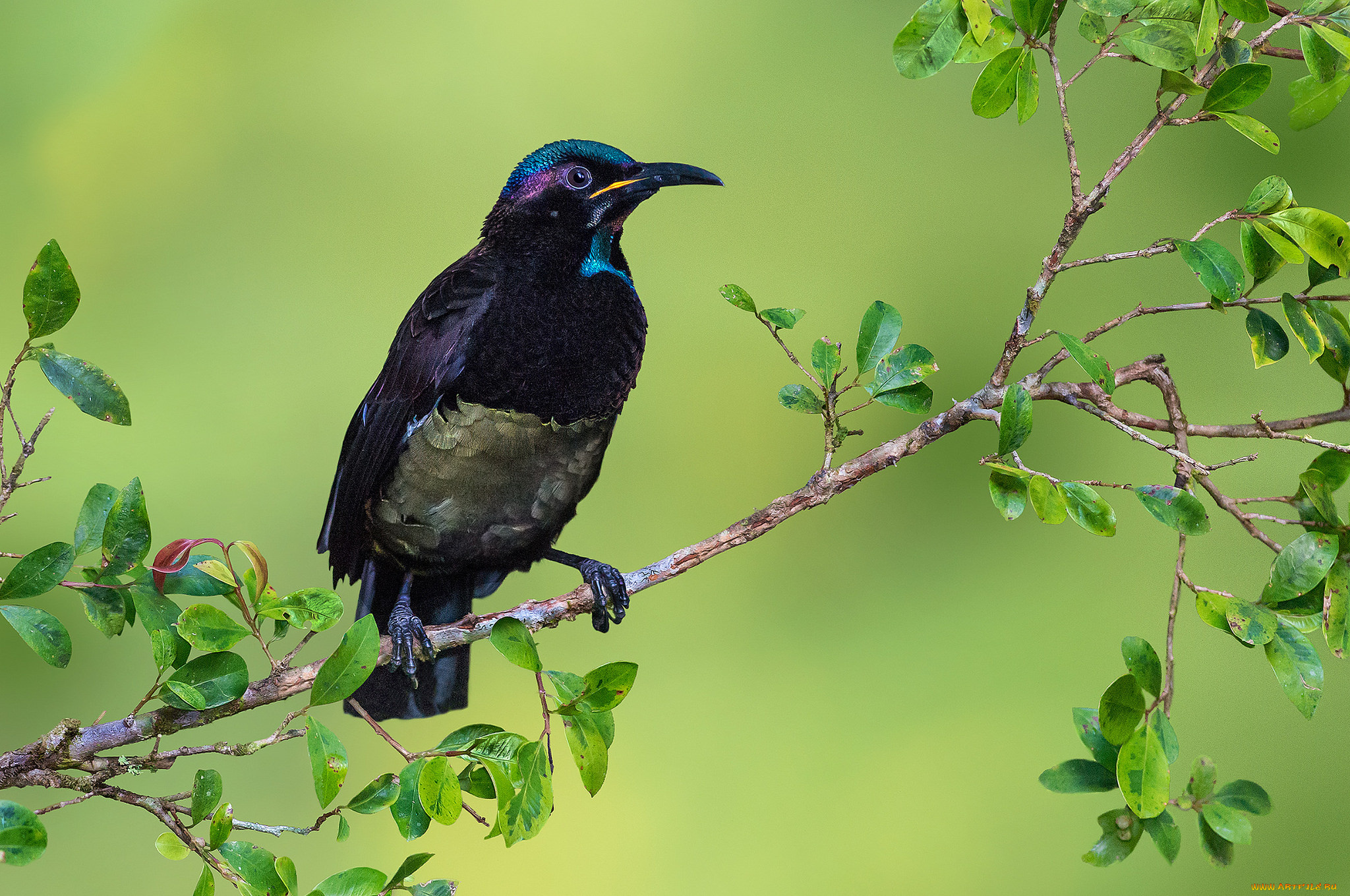 victoria`s, riflebird, животные, птицы, птичка
