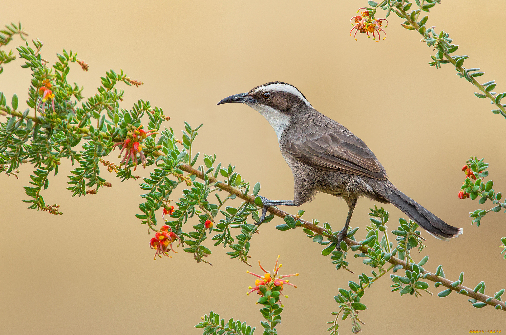 white-browed, babbler, животные, птицы, птичка