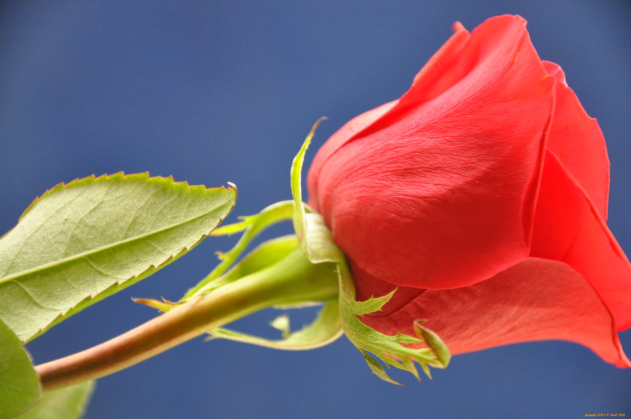 цветы, розы, макро, роза, лепестки, бутон